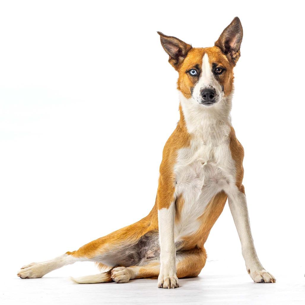 Enlarge Shuga, a Adoptable Australian Shepherd in Reno, NV image 5/6