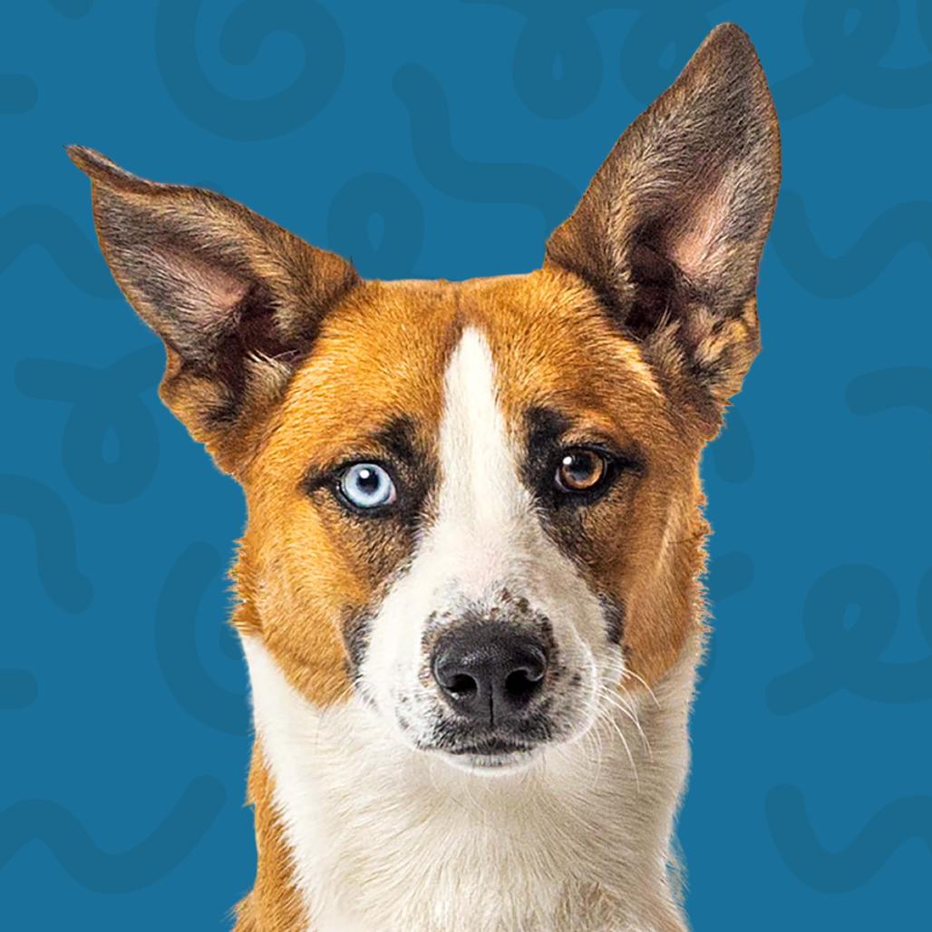 Enlarge Shuga, a Adoptable Australian Shepherd in Reno, NV image 6/6