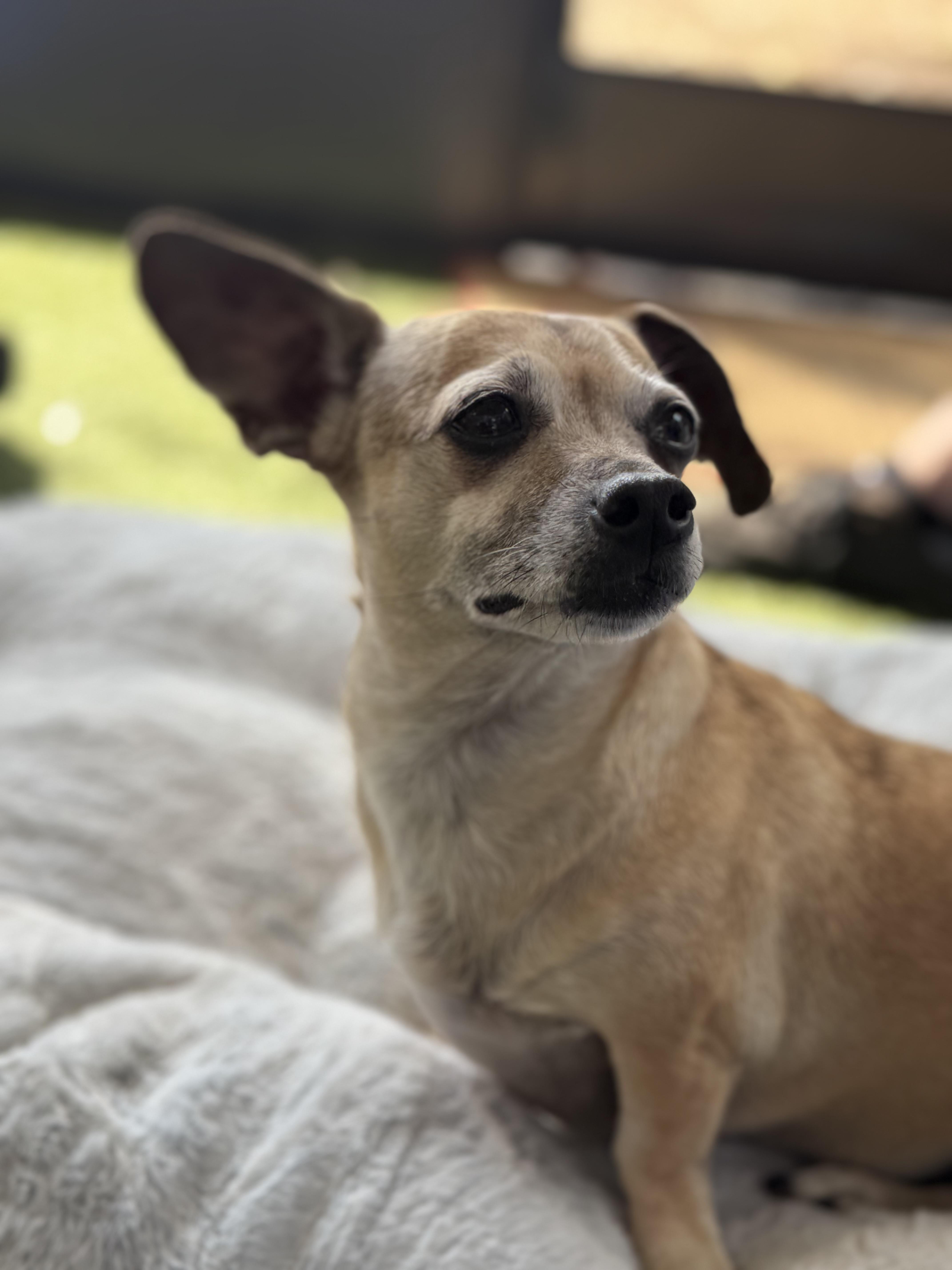 Enlarge Gia, an adopted mixed breed in Plant City, FL image 4/6