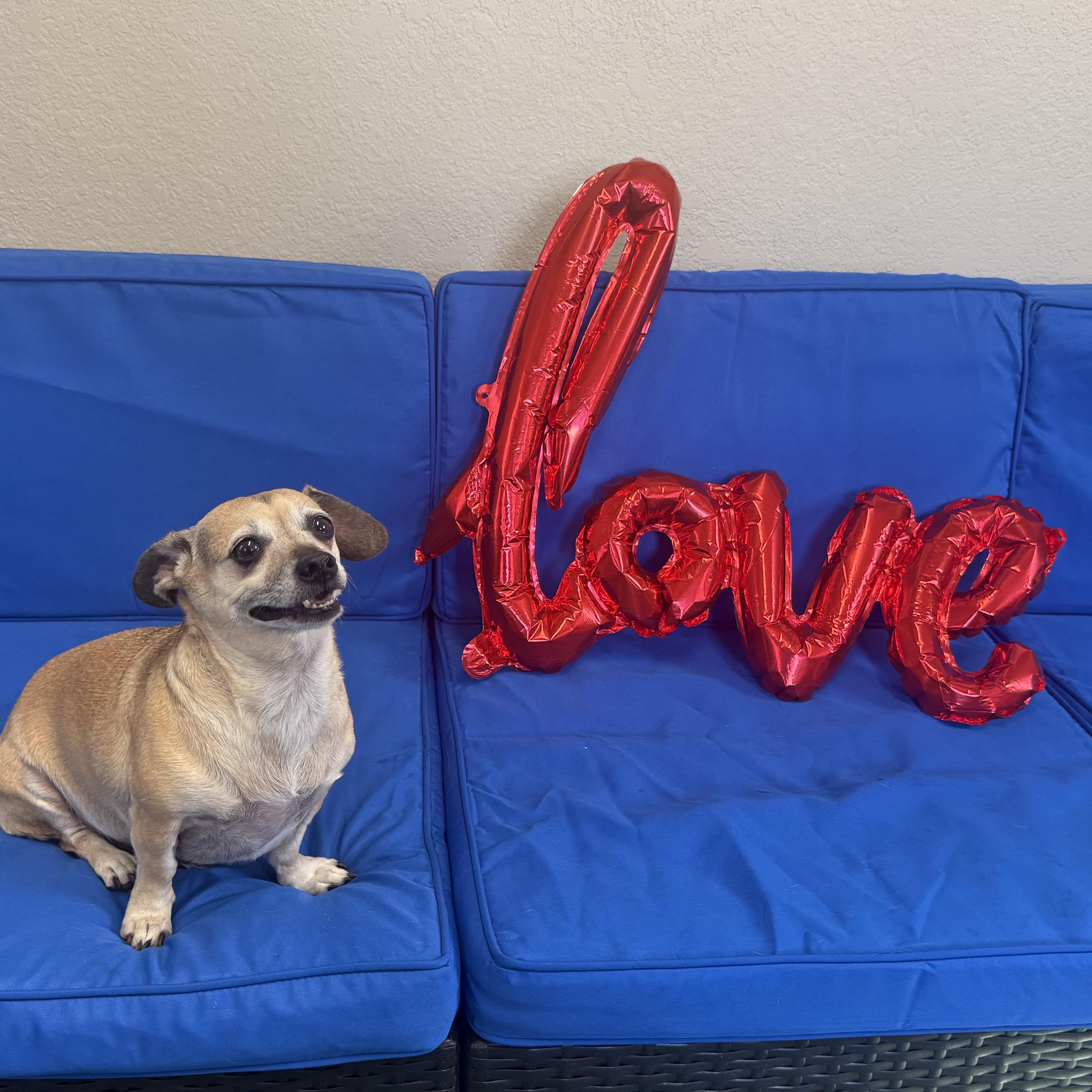 Enlarge Gia, an adopted mixed breed in Plant City, FL image 5/6