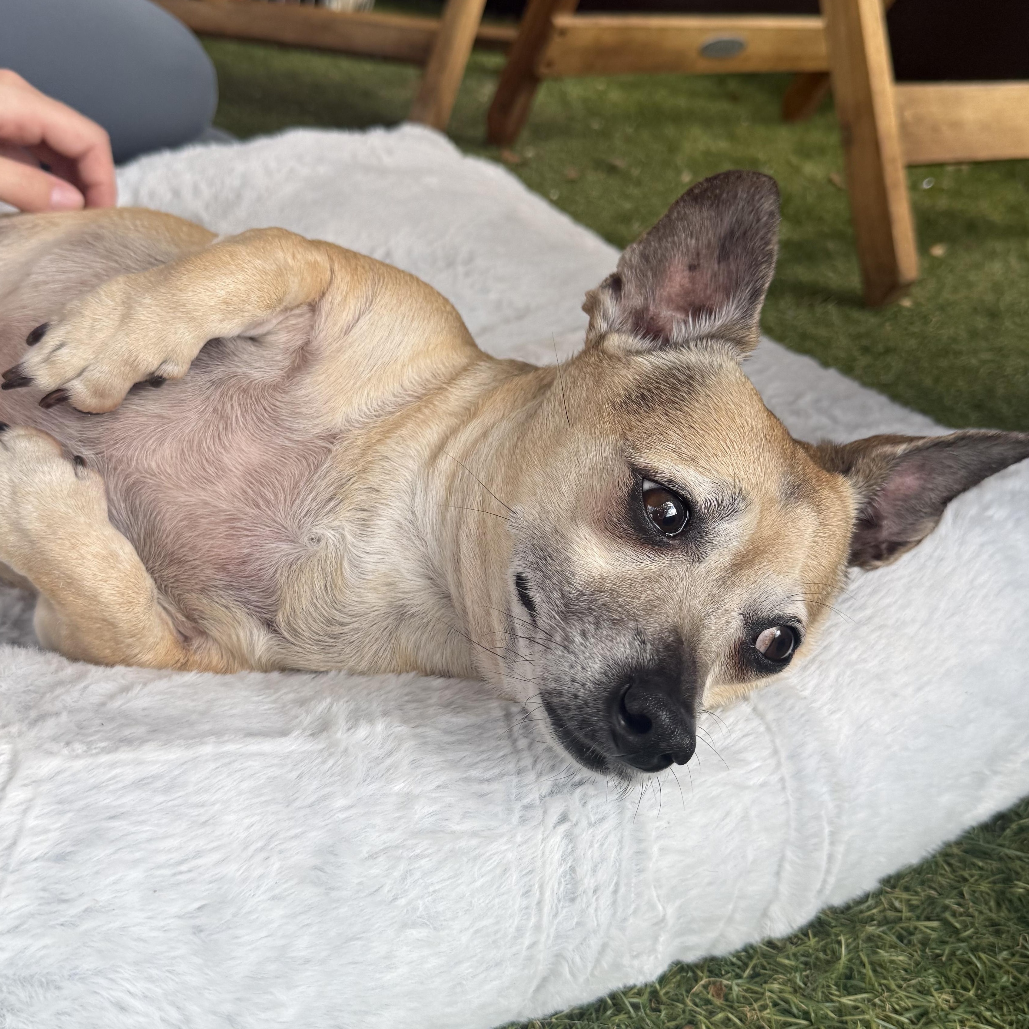 Enlarge Gia, an adopted mixed breed in Plant City, FL image 3/6