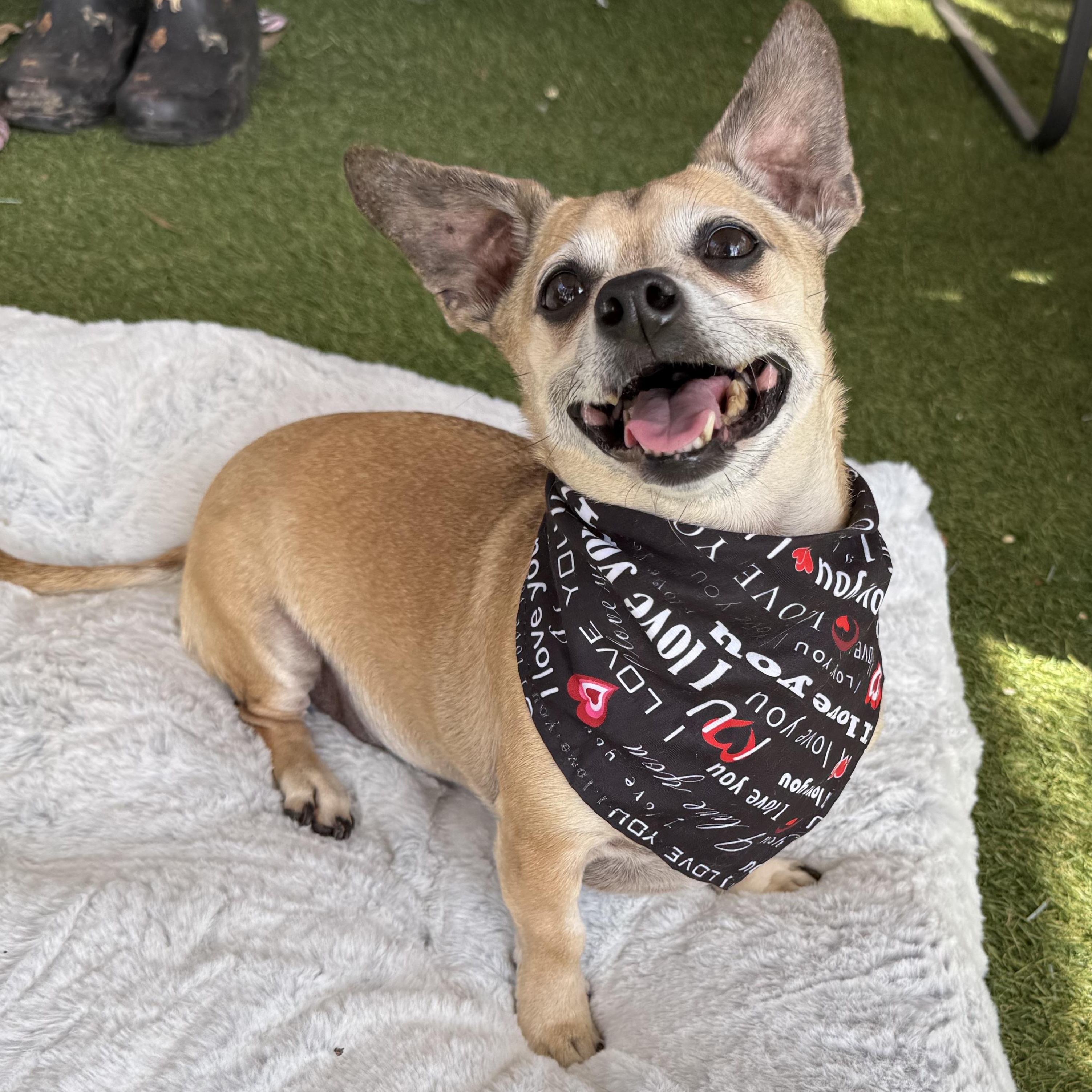 Enlarge Gia, an adopted mixed breed in Plant City, FL image 6/6