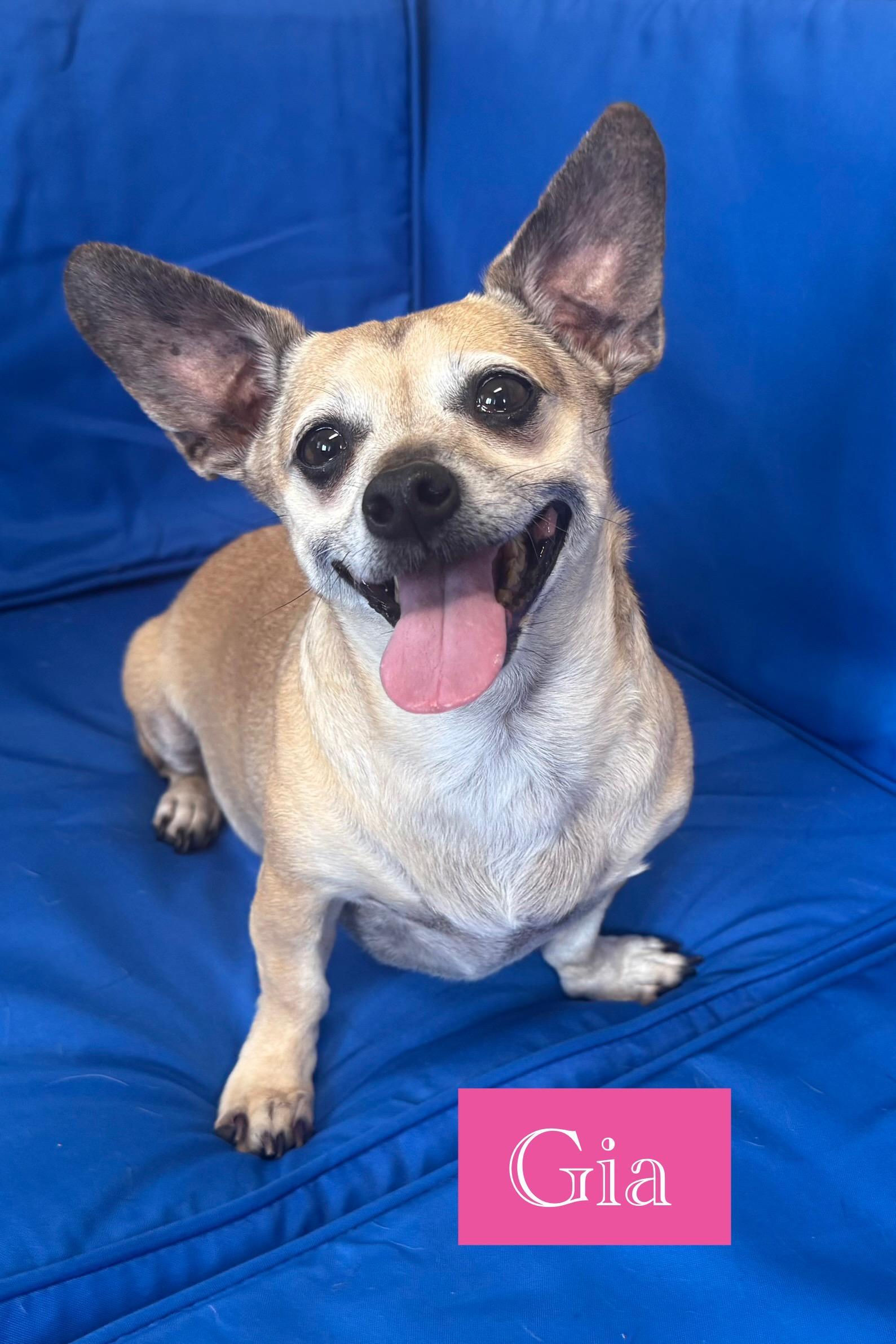 Gia, adopted, Adult Female Dachshund & Chihuahua.