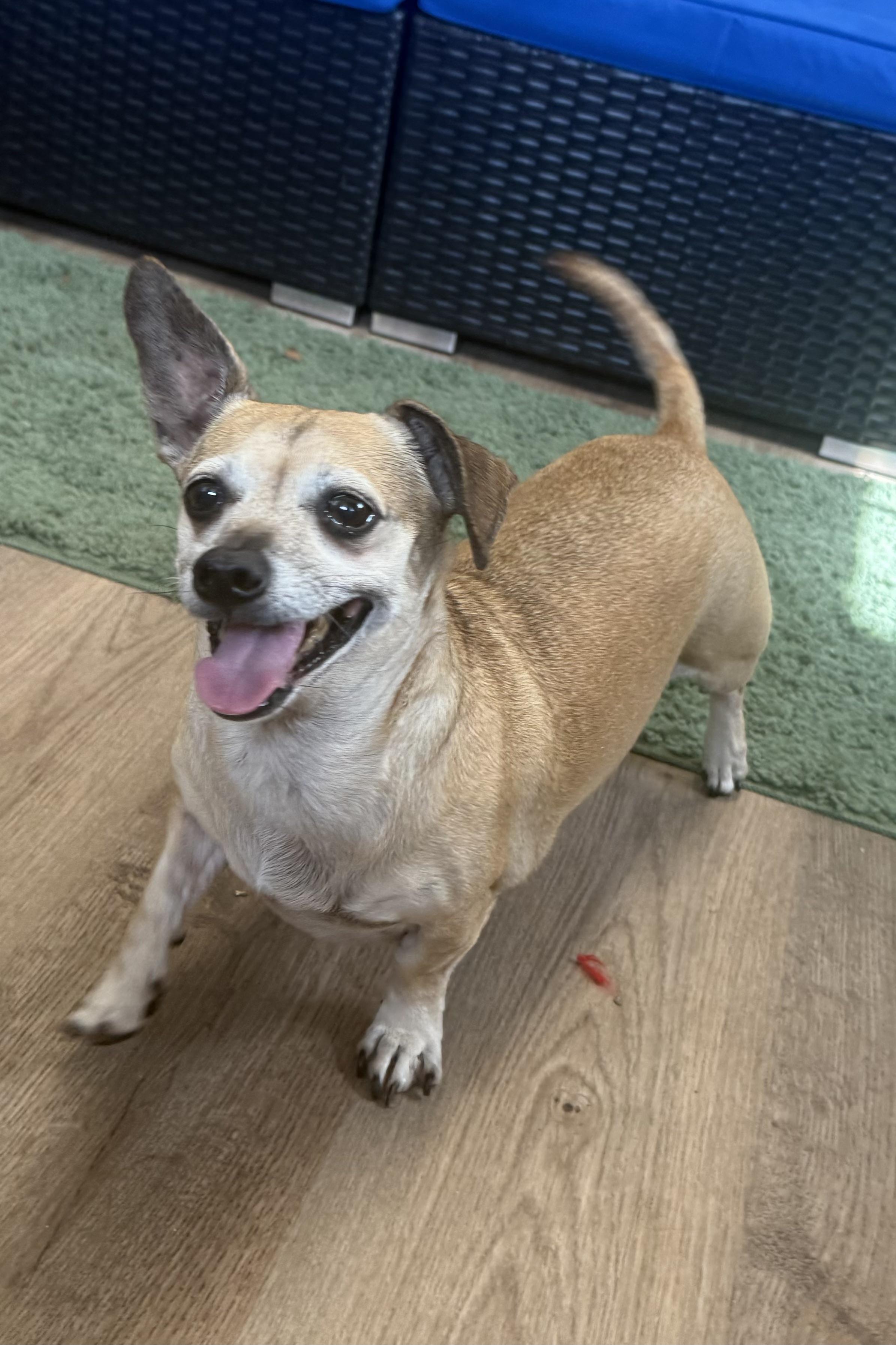 Enlarge Gia, an adopted mixed breed in Plant City, FL image 2/6