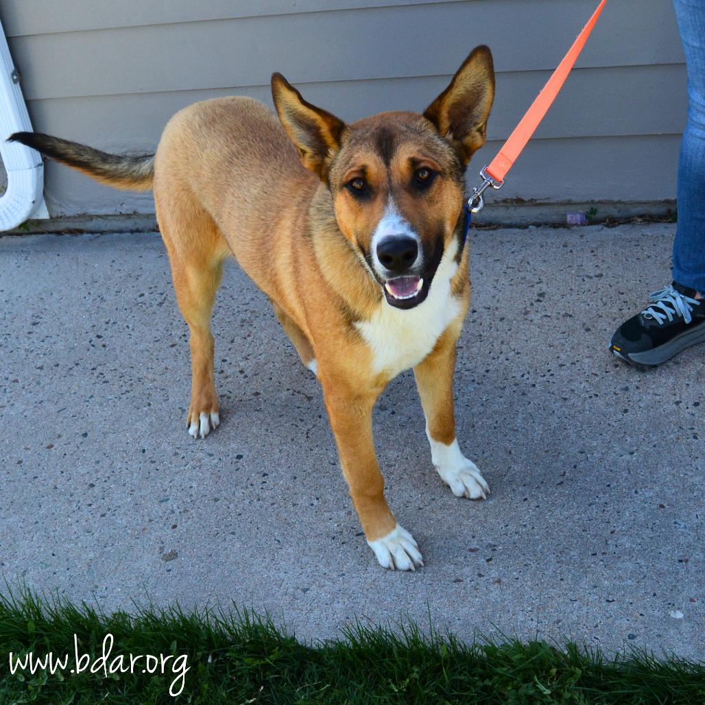 Enlarge Barney, a Adoptable mixed breed in Cheyenne, WY image 1/3