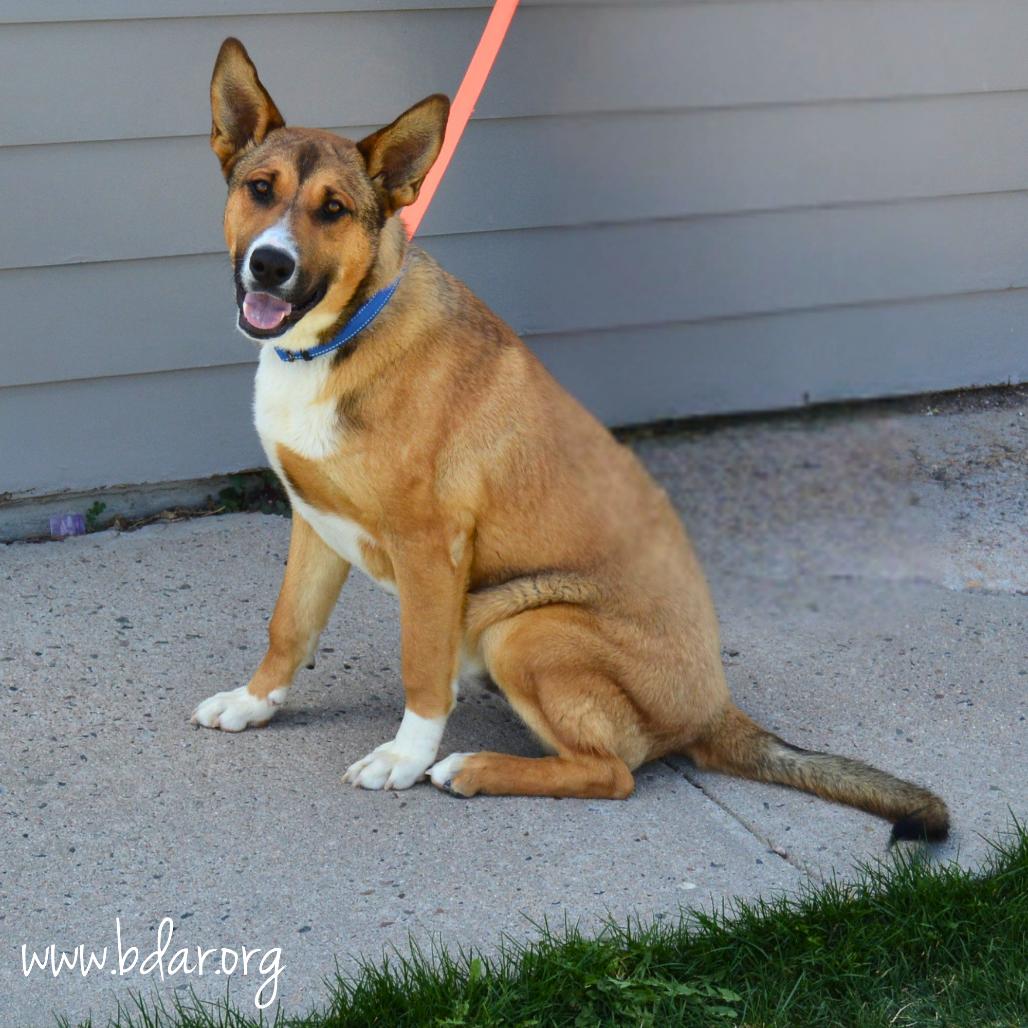 Enlarge Barney, a Adoptable mixed breed in Cheyenne, WY image 2/3