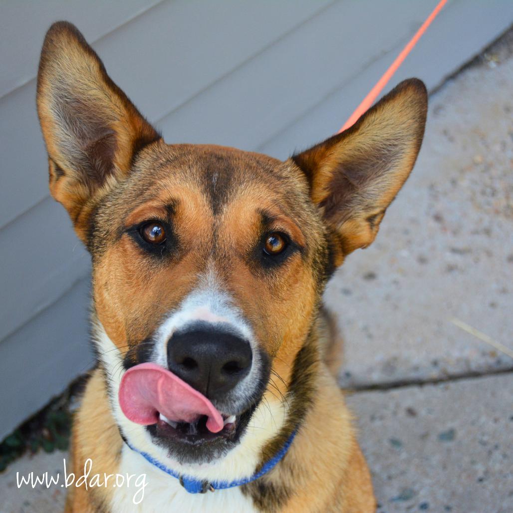Enlarge Barney, a Adoptable mixed breed in Cheyenne, WY image 3/3