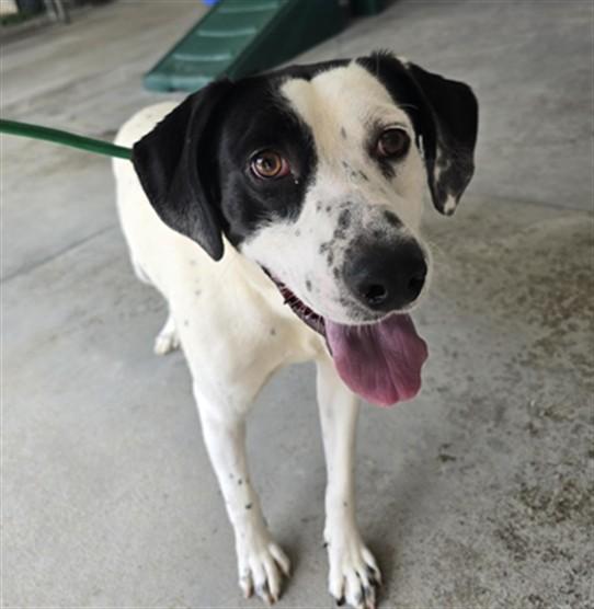 Enlarge YOGI, a Adoptable mixed breed in Lincolnton, NC image 1/1