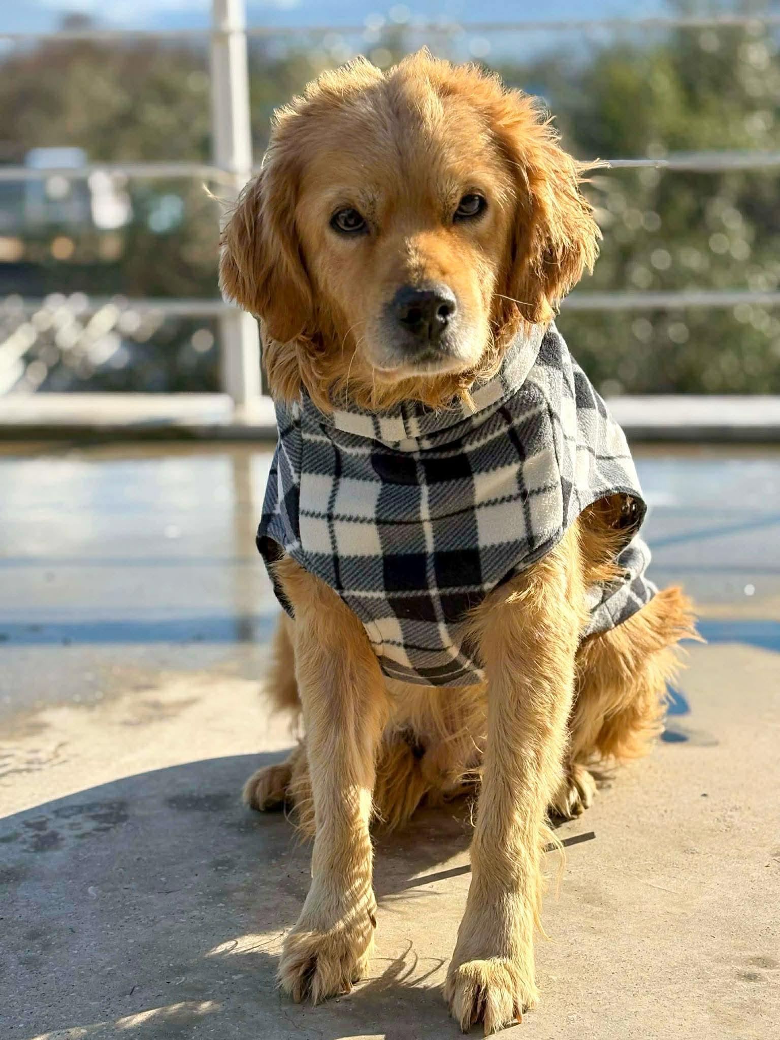 Sawyer, a ADOPTABLE mixed breed in Danville , CA image 3/4