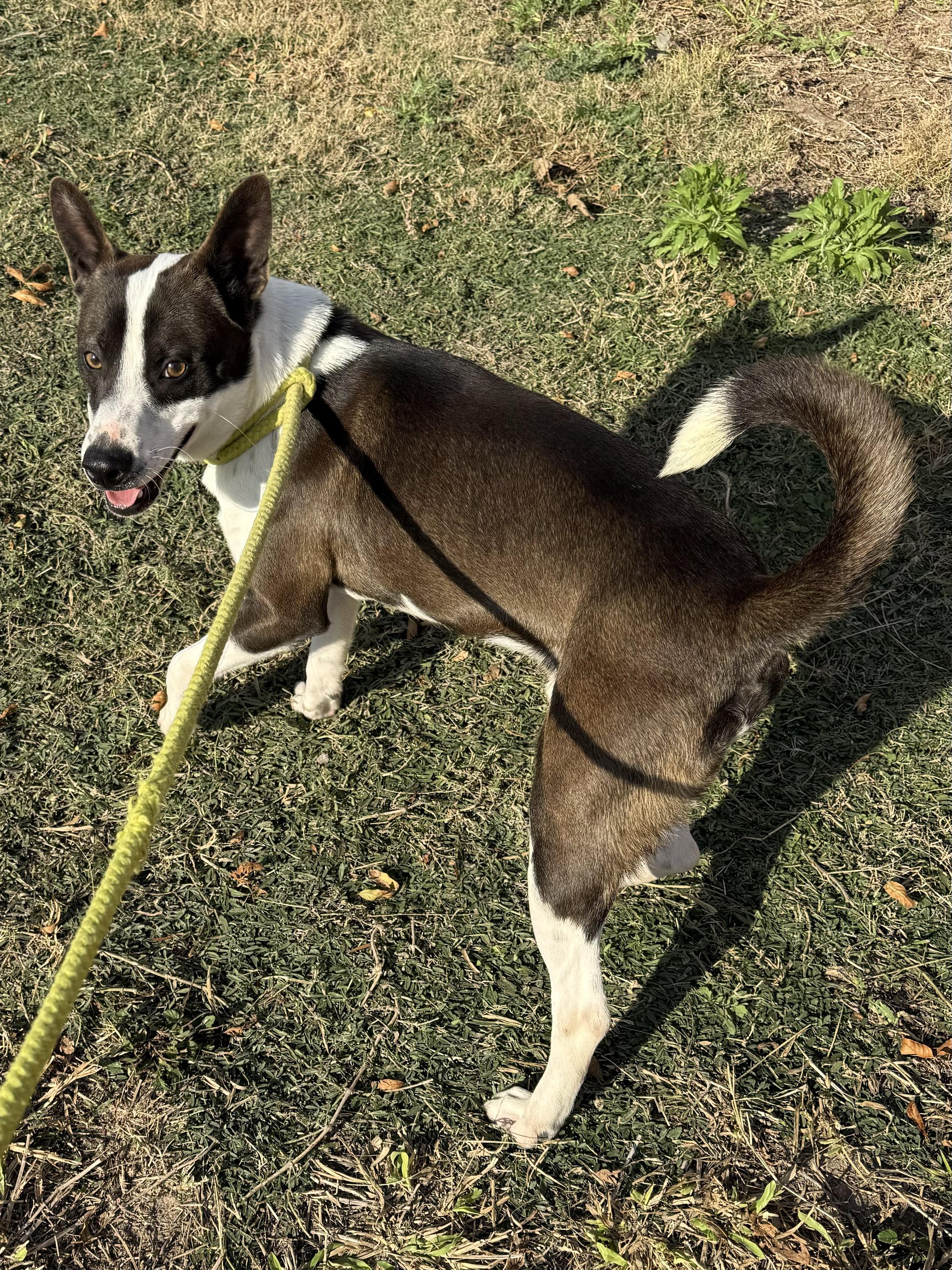 Uly, adoptable heeler