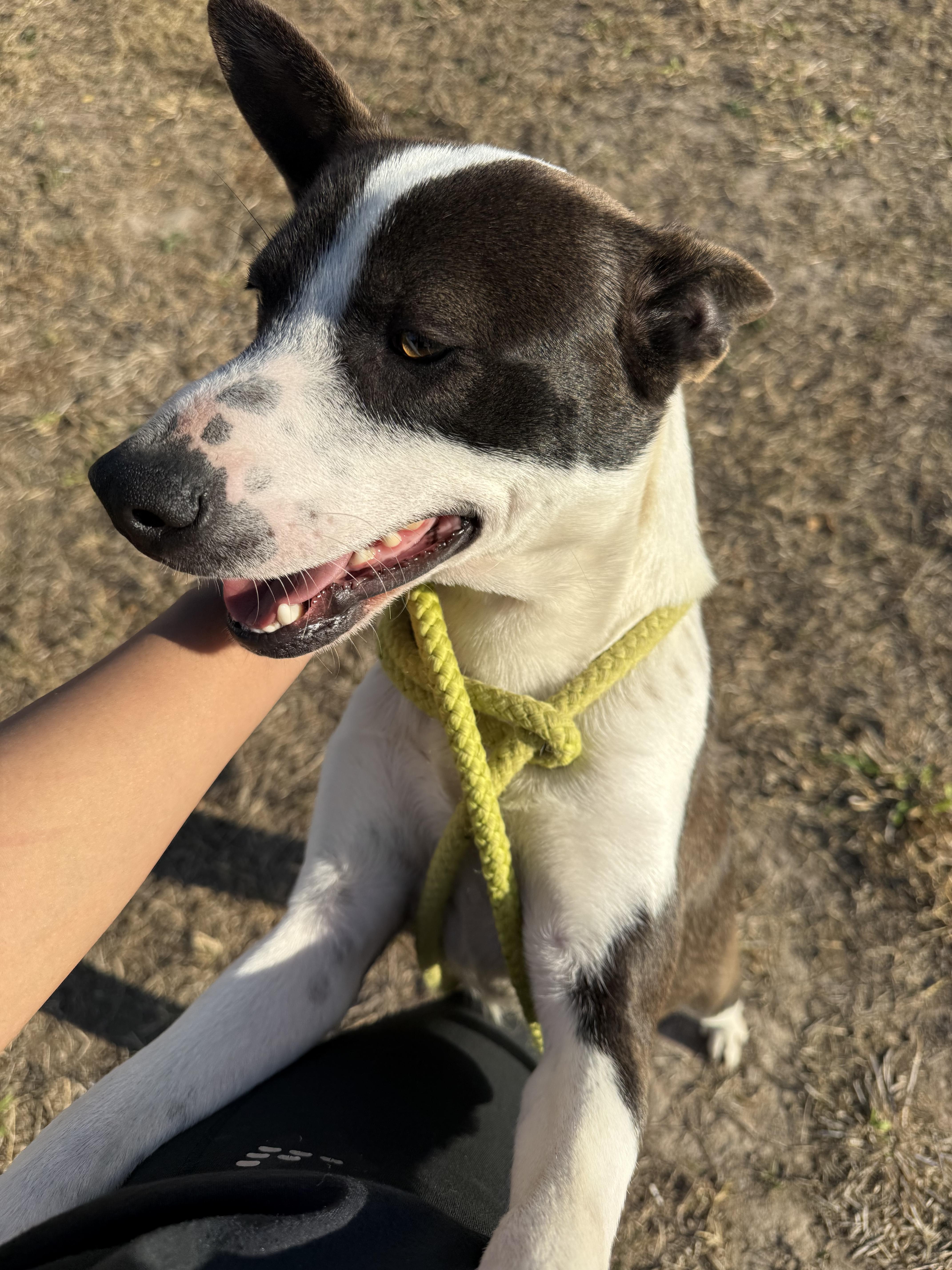 Enlarge Uly, a Adoptable mixed breed in Boise , ID image 2/5