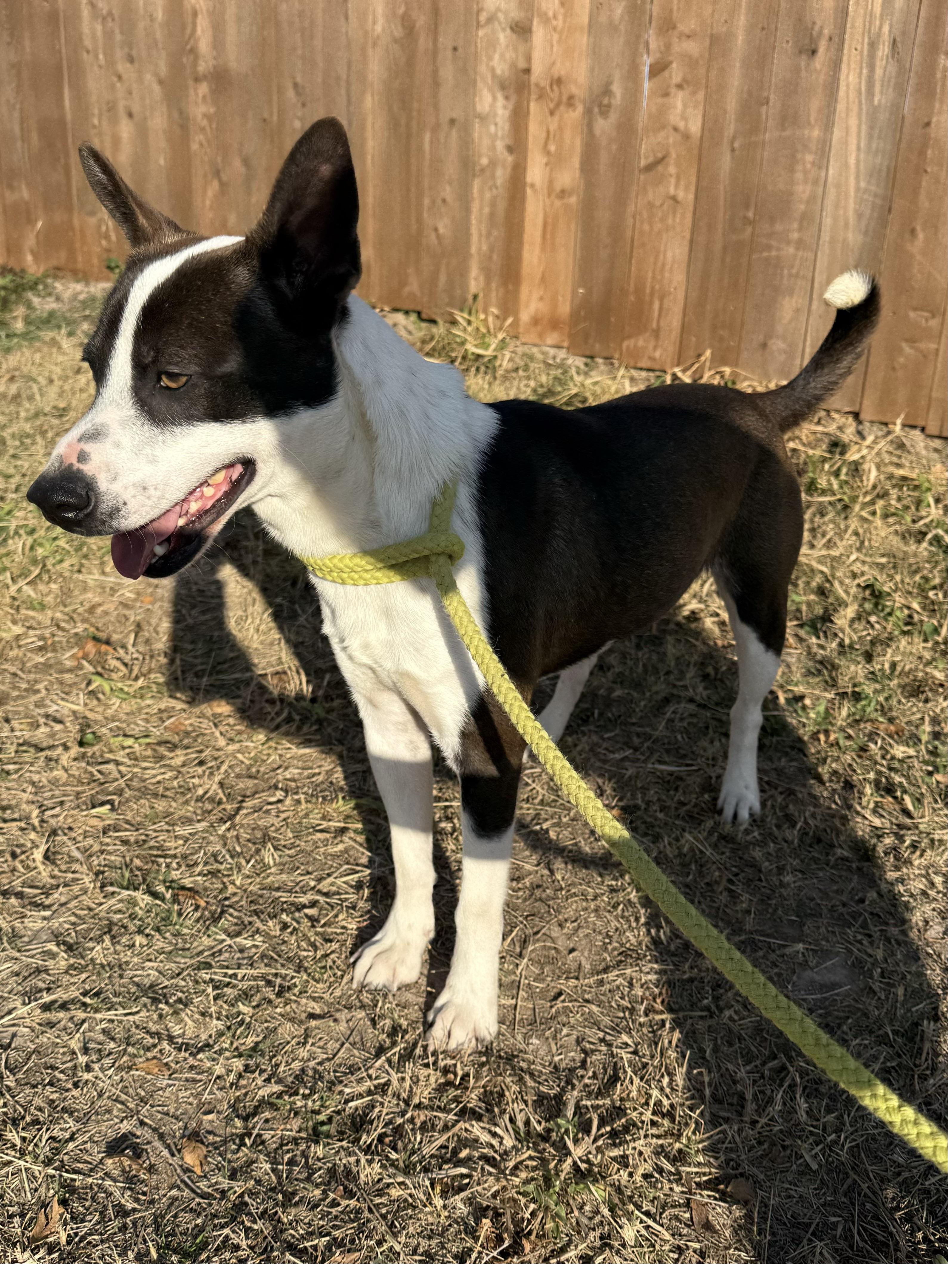 Enlarge Uly, a Adoptable mixed breed in Boise , ID image 3/5