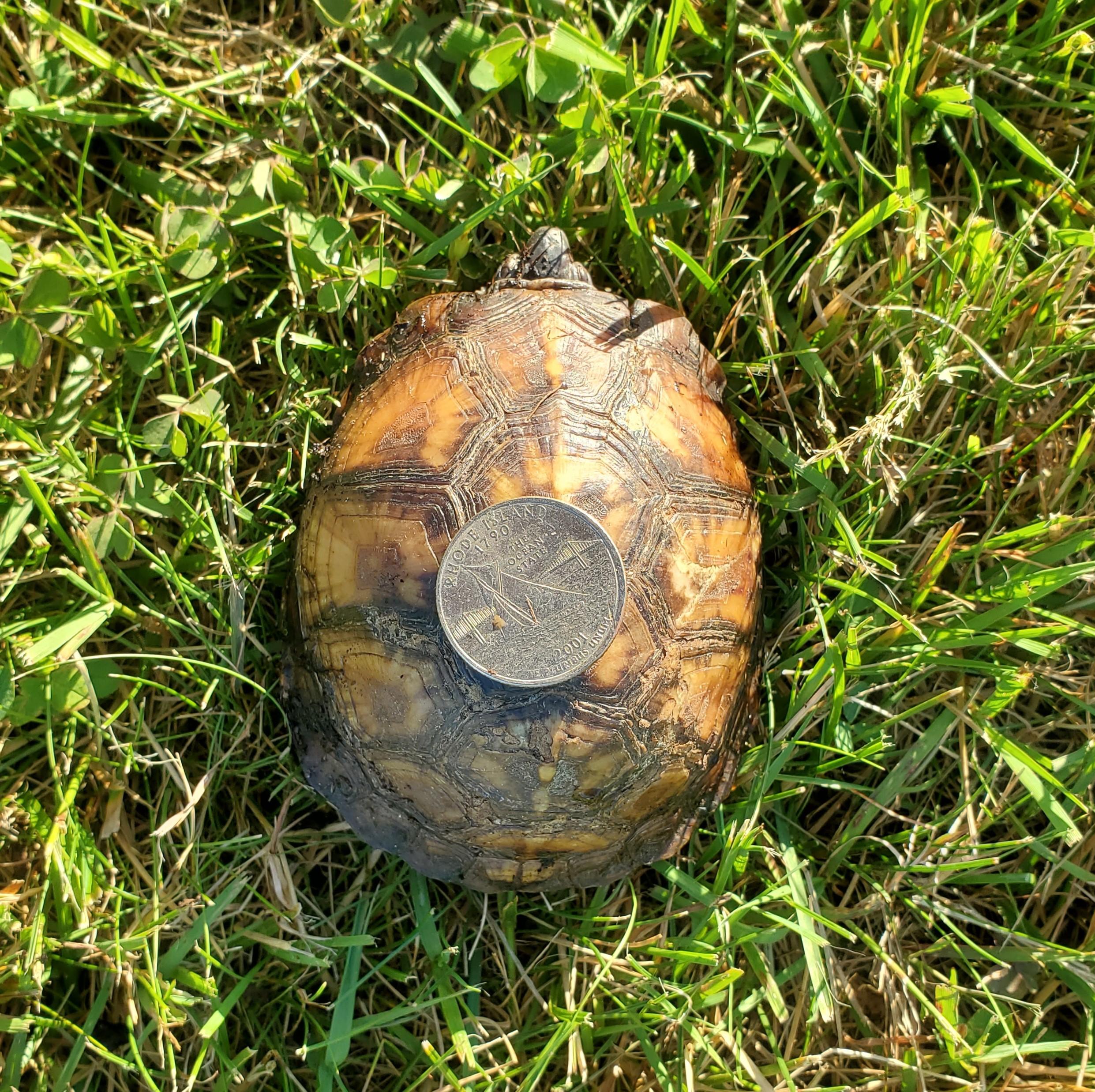 Lydell E Box, Adoptable, Young Unknown Eastern Box.