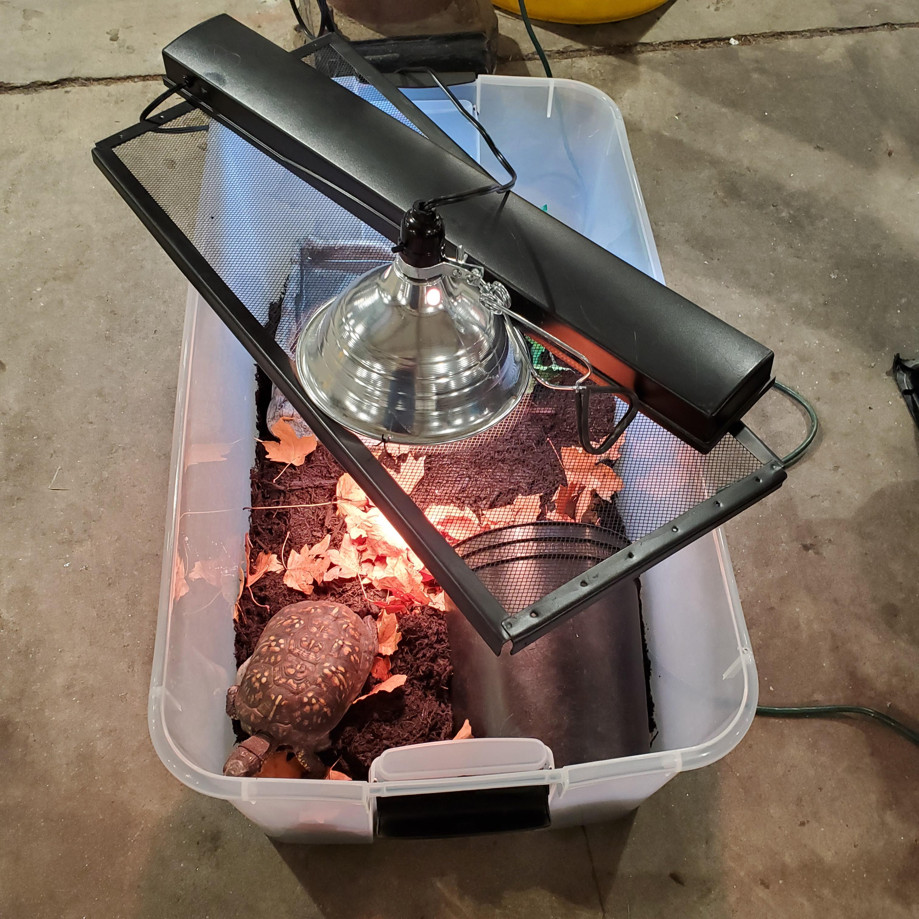 Lydell E Box, a Adoptable Eastern Box in Baltimore, MD image 2/5