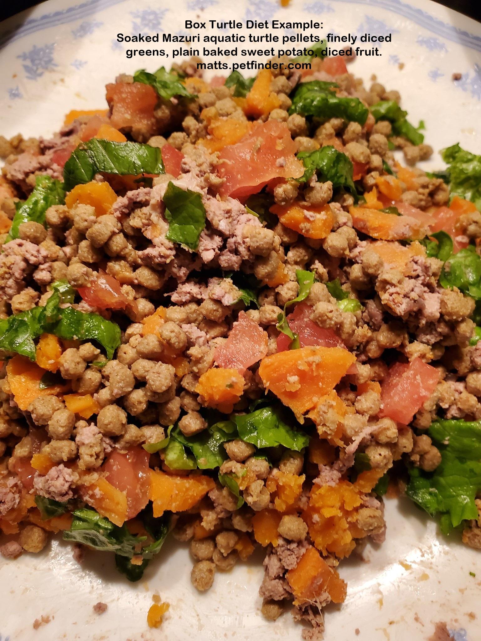 Lydell E Box, a Adoptable Eastern Box in Baltimore, MD image 4/5