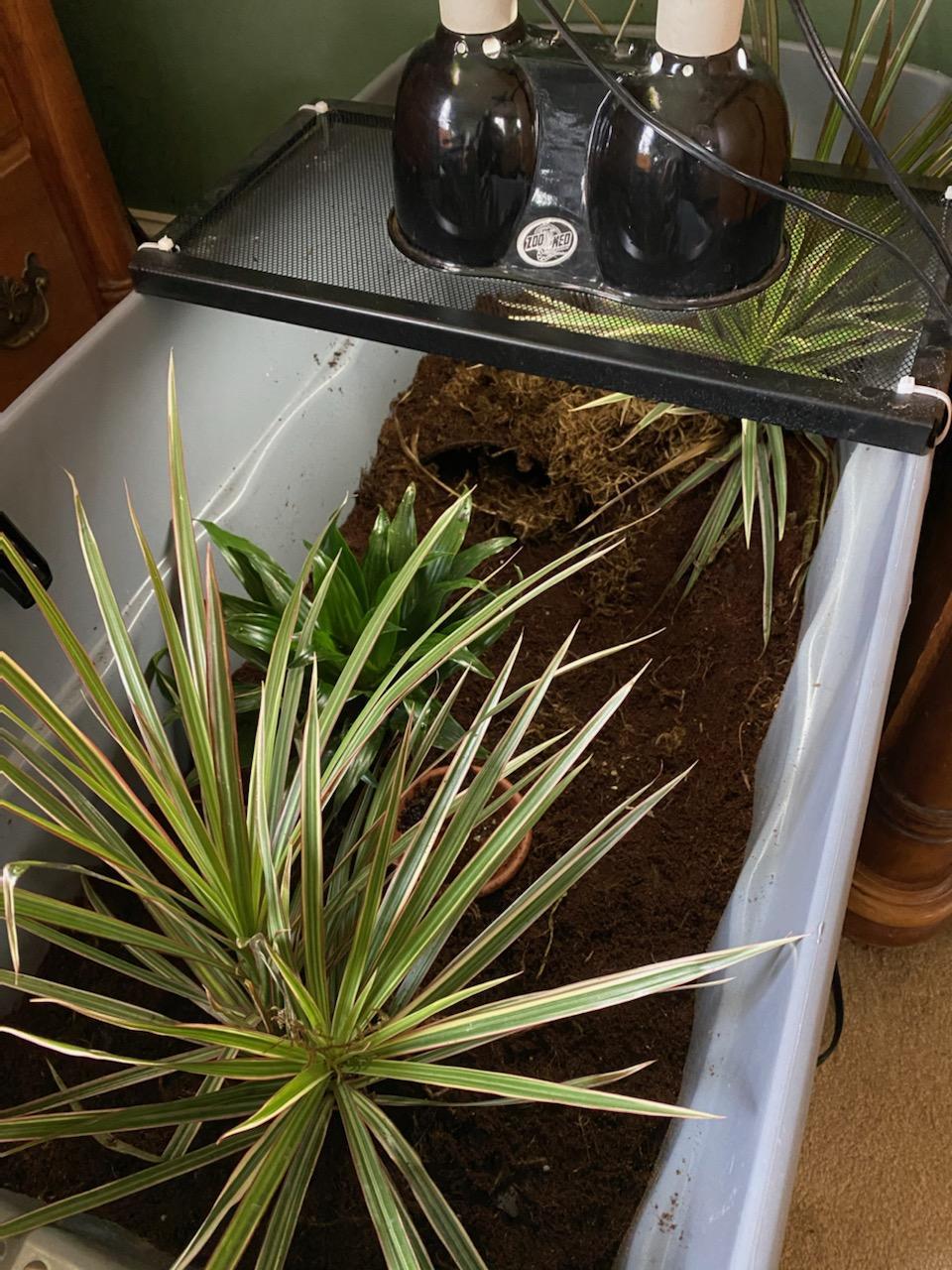 Lydell E Box, a Adoptable Eastern Box in Baltimore, MD image 5/5