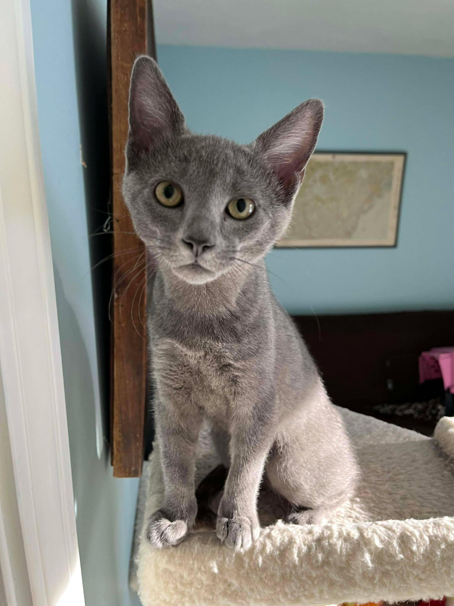 Enlarge Smokey AND Ash, a Adopted Domestic Short Hair in Gonic, NH image 2/2