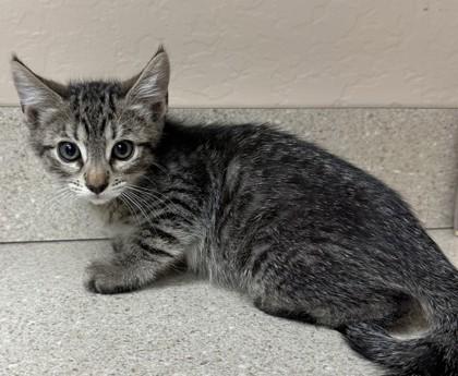 Rene, Adoptable, Young Female Domestic Short Hair & Domestic Short Hair.