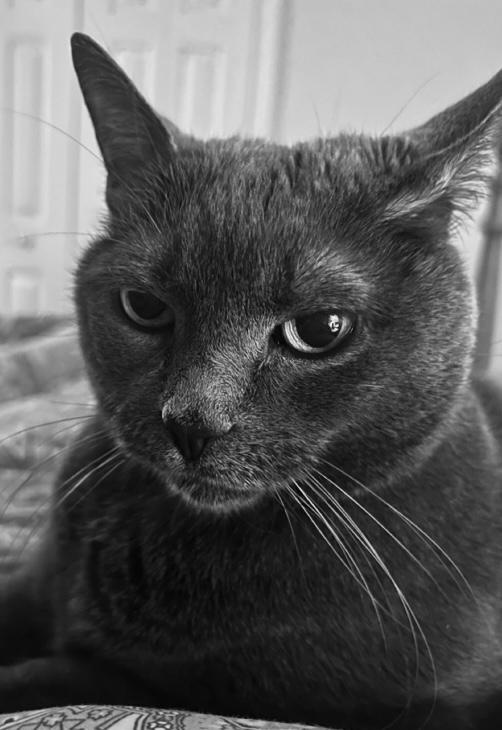 Alice, a Adoptable mixed breed in Philadelphia, PA image 4/4