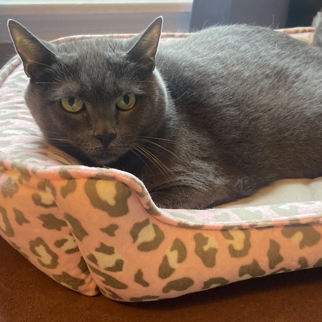 Alice, a Adoptable mixed breed in Philadelphia, PA image 2/4