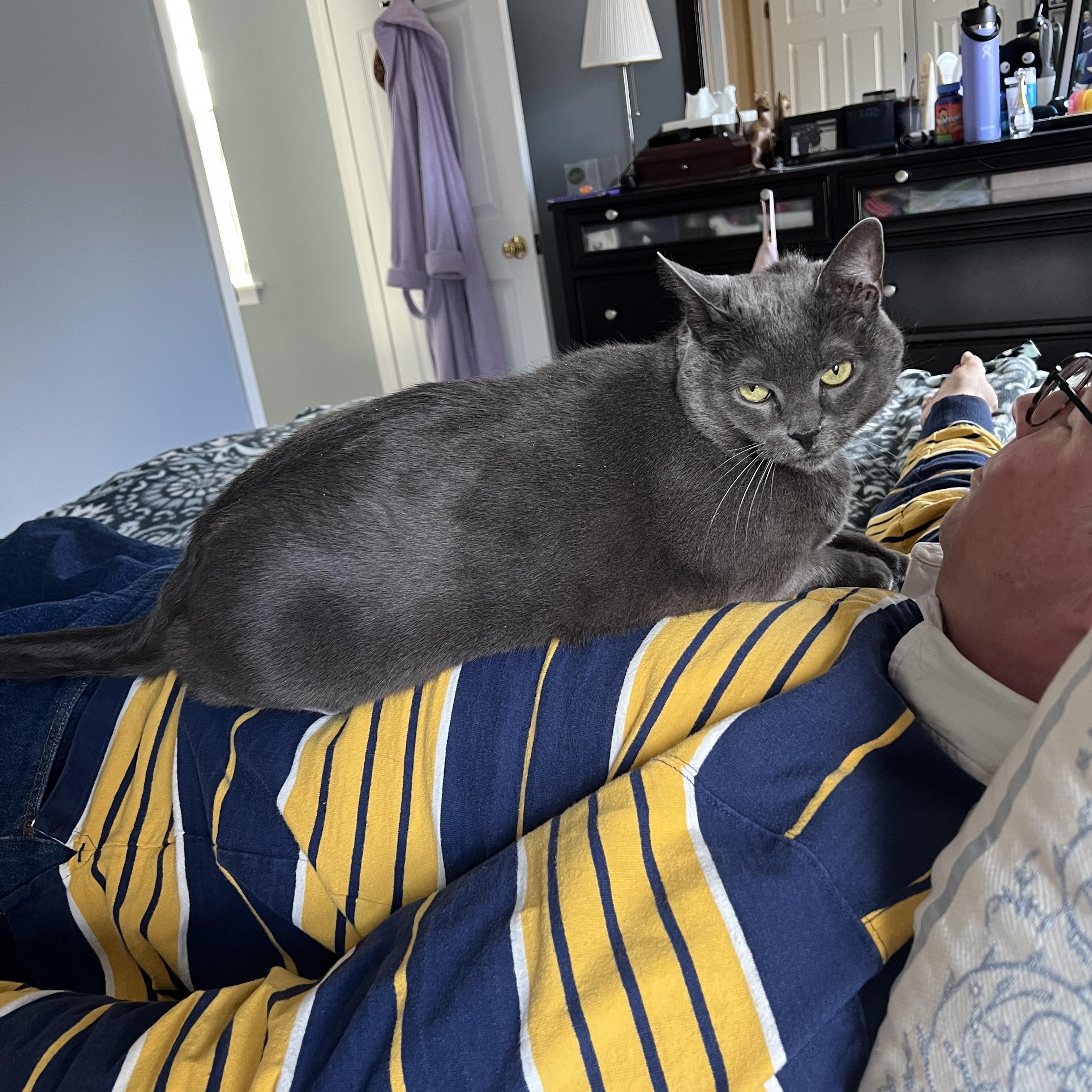 Alice, a Adoptable mixed breed in Philadelphia, PA image 3/4