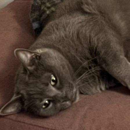 Alice, a Adoptable mixed breed in Philadelphia, PA image 4/4