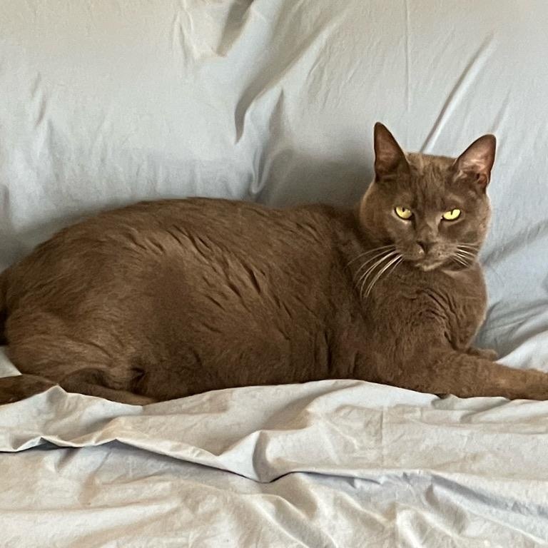 Alice, a Adoptable mixed breed in Philadelphia, PA image 1/4