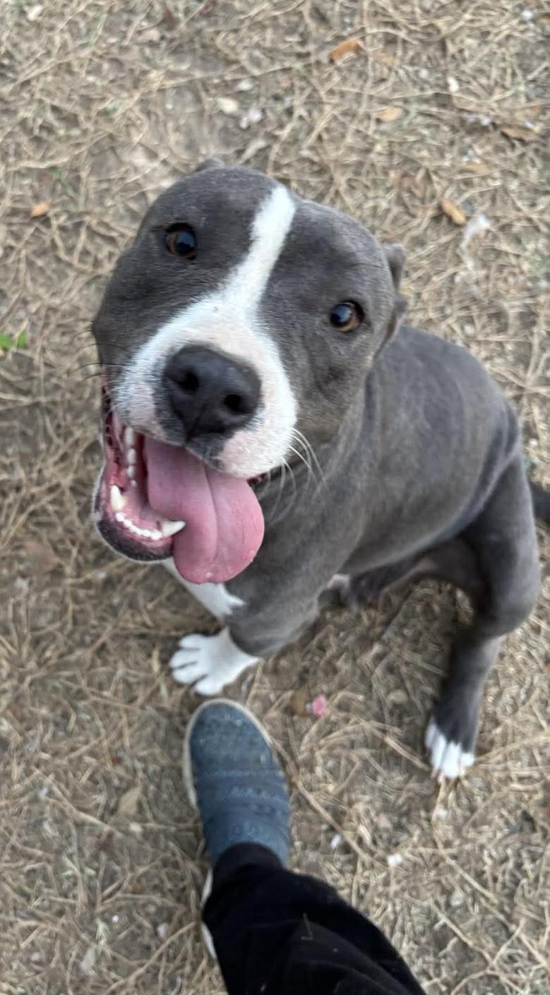 Hope (Out of State), Adult Female Pit Bull Terrier