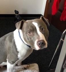 Enlarge Blayne Georgie, a Adoptable American Staffordshire Terrier in Roswell, GA image 1/3