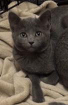 Potato Head, Adoptable, Young Male Domestic Short Hair.