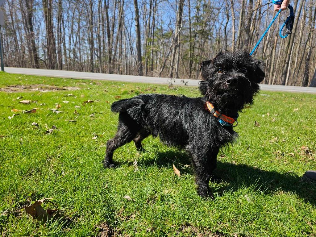 Enlarge Bear, a Adopted mixed breed in Sprakers, NY image 2/2