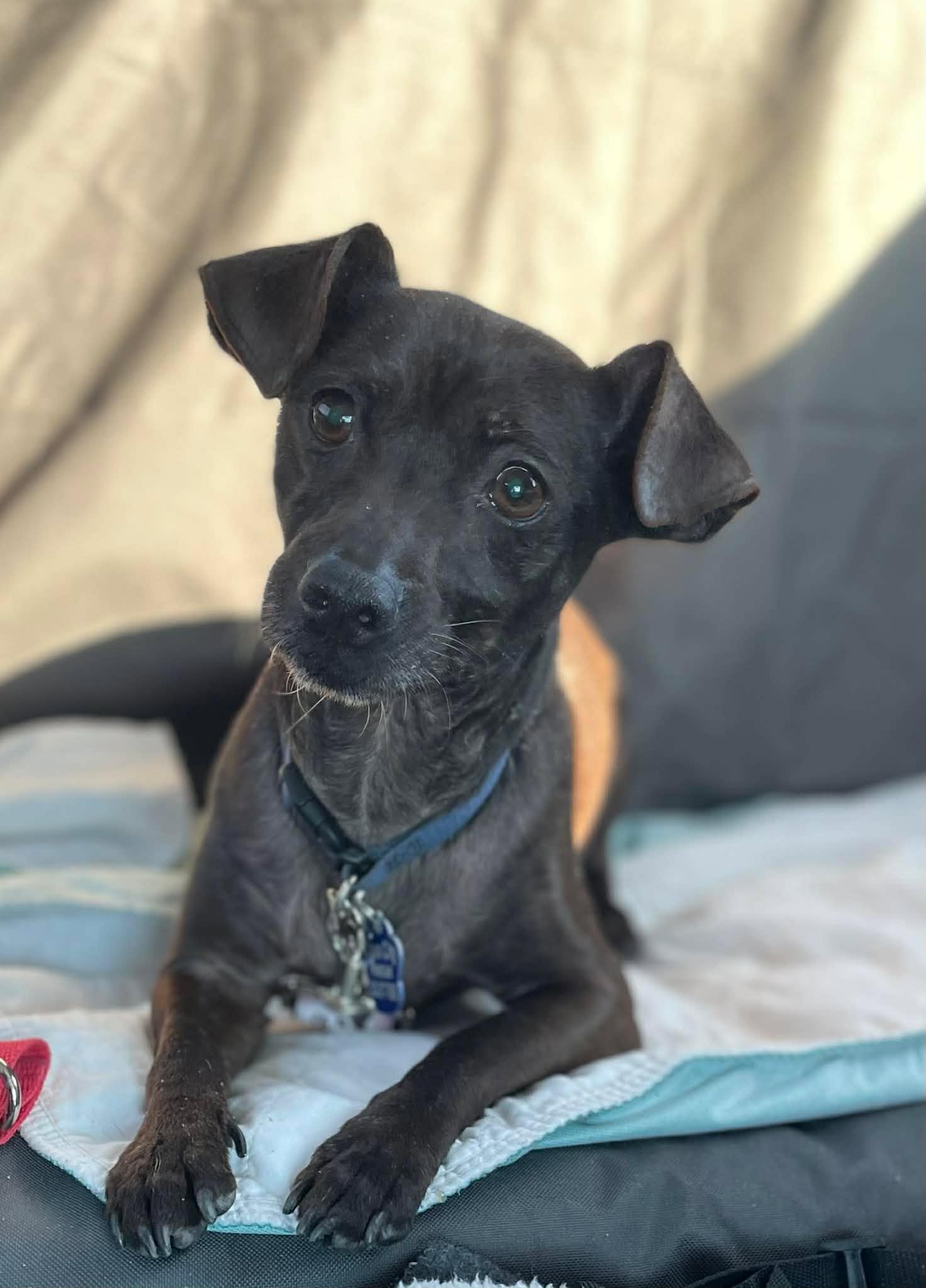 Walter , ADOPTABLE, Senior Male Chihuahua & Dachshund.
