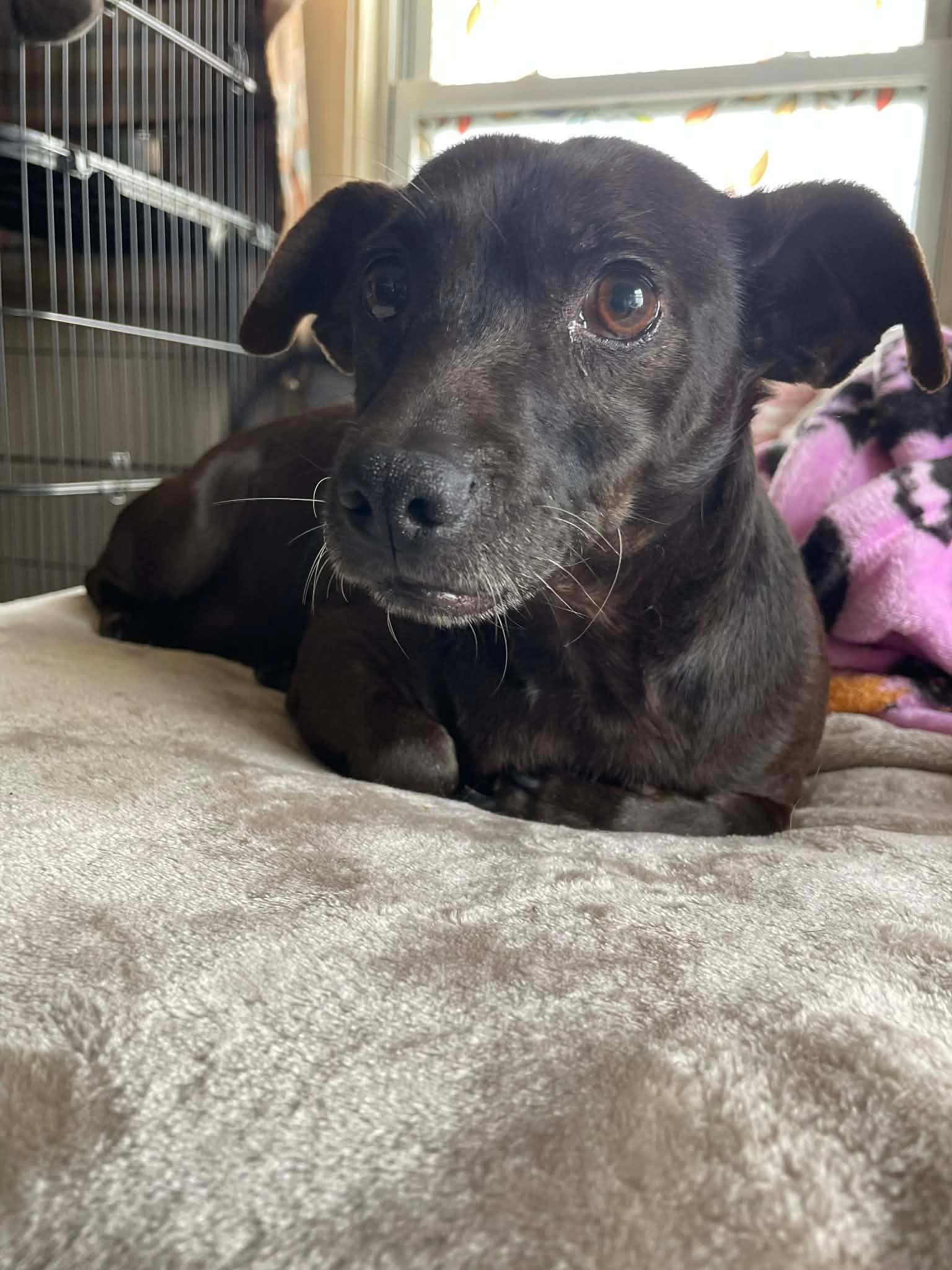 Enlarge Walter , a ADOPTABLE mixed breed in Middlebury, CT image 4/4