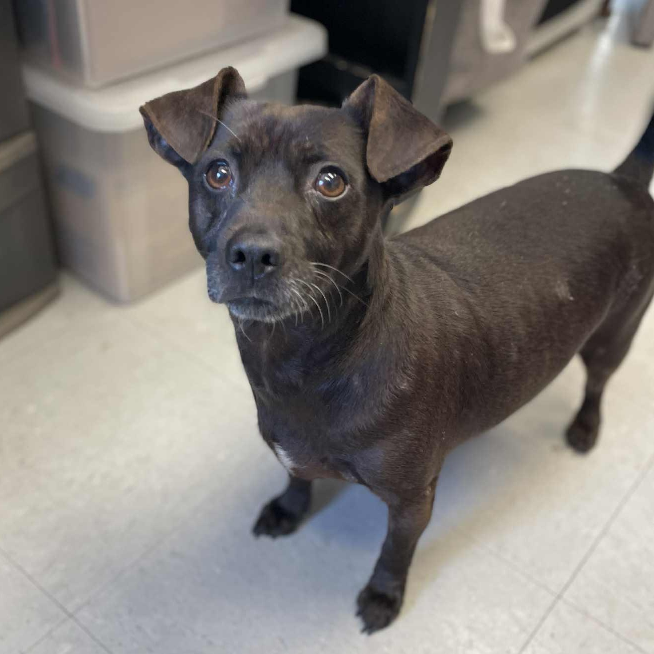 Enlarge Walter , a ADOPTABLE mixed breed in Middlebury, CT image 2/4