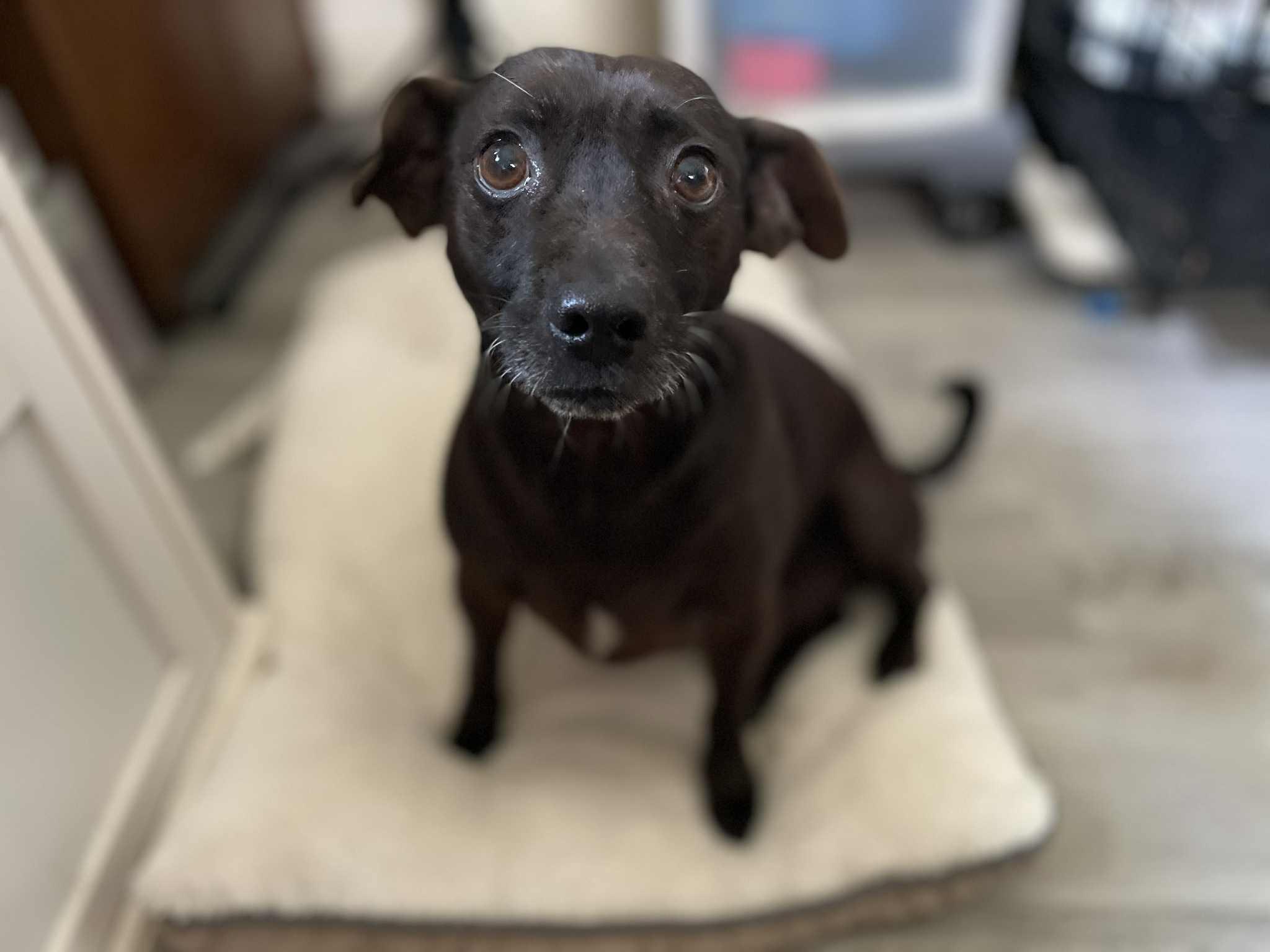 Walter , ADOPTABLE, Senior Male Chihuahua & Terrier.