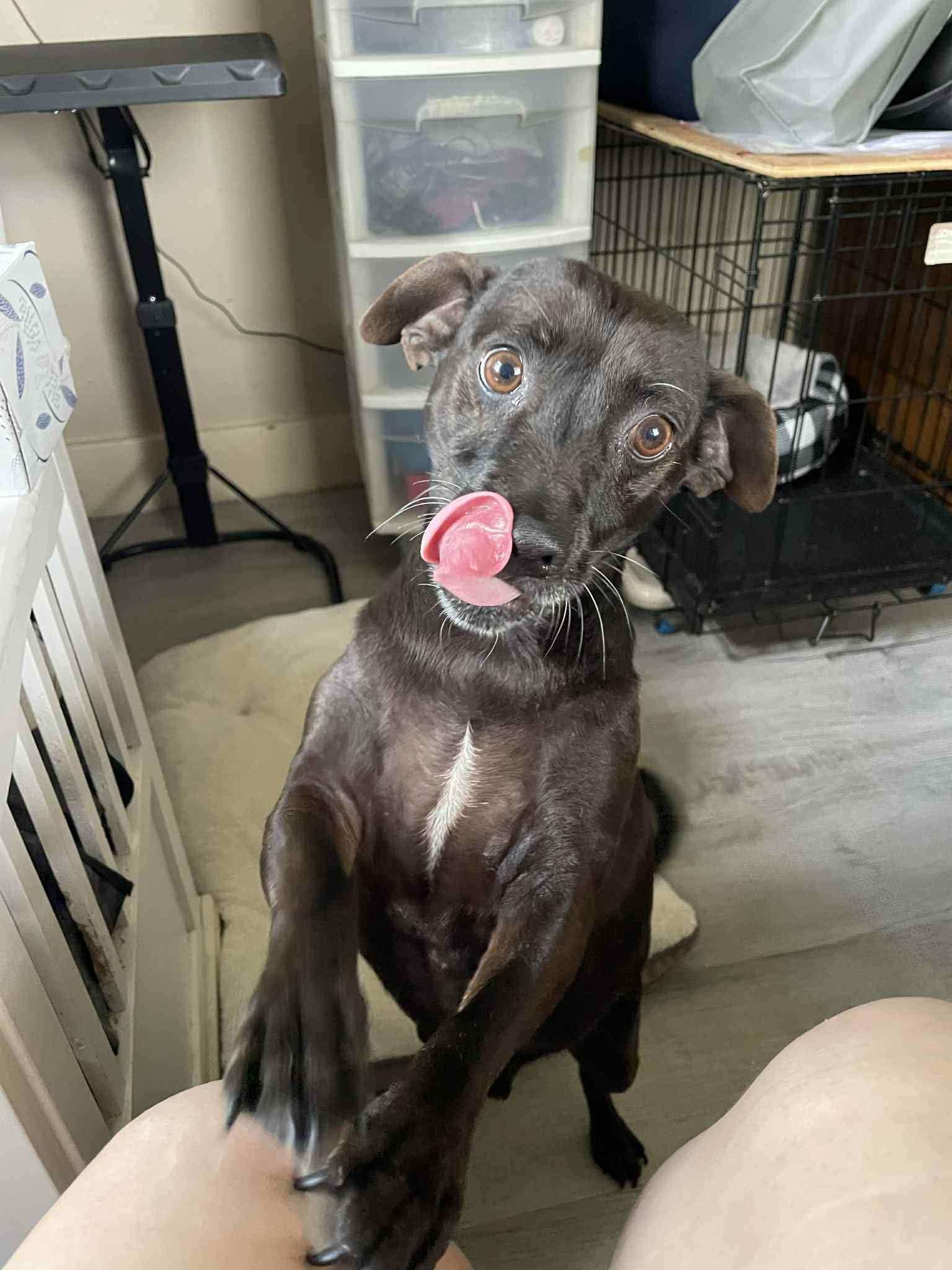 Walter , a ADOPTABLE mixed breed in Middlebury, CT image 3/3