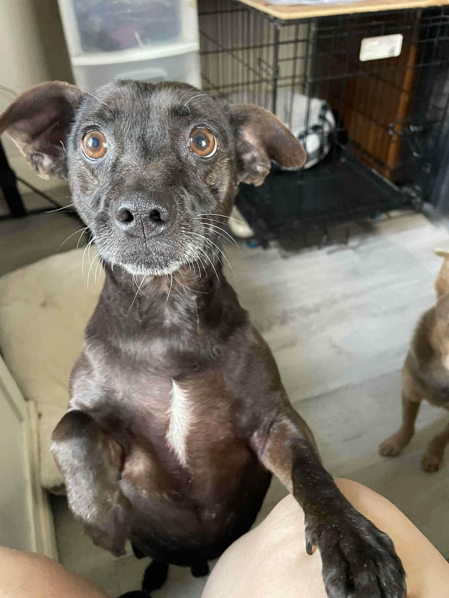 Walter , a ADOPTABLE mixed breed in Middlebury, CT image 2/3