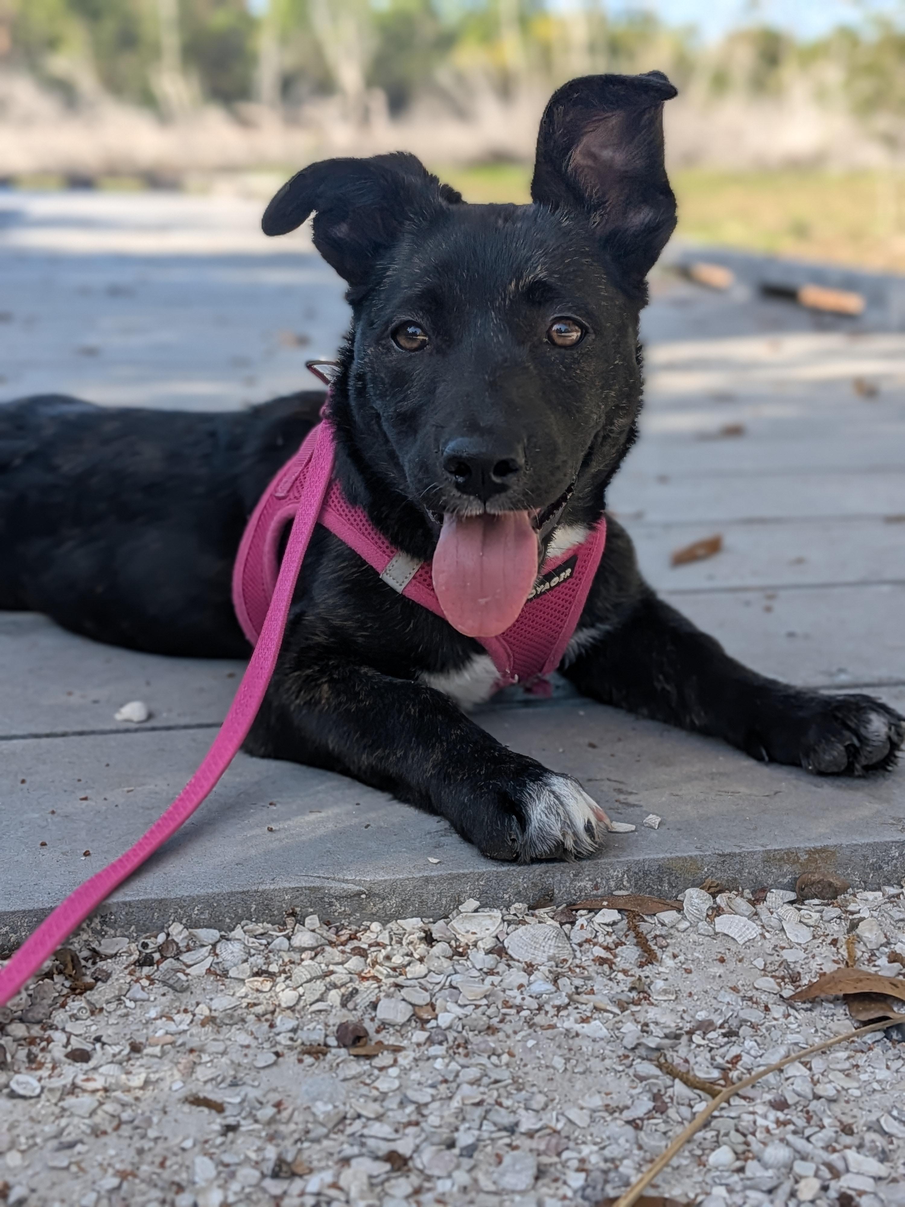 Mavis Dayton, Adopted, Young Female German Shepherd Dog & Labrador Retriever.
