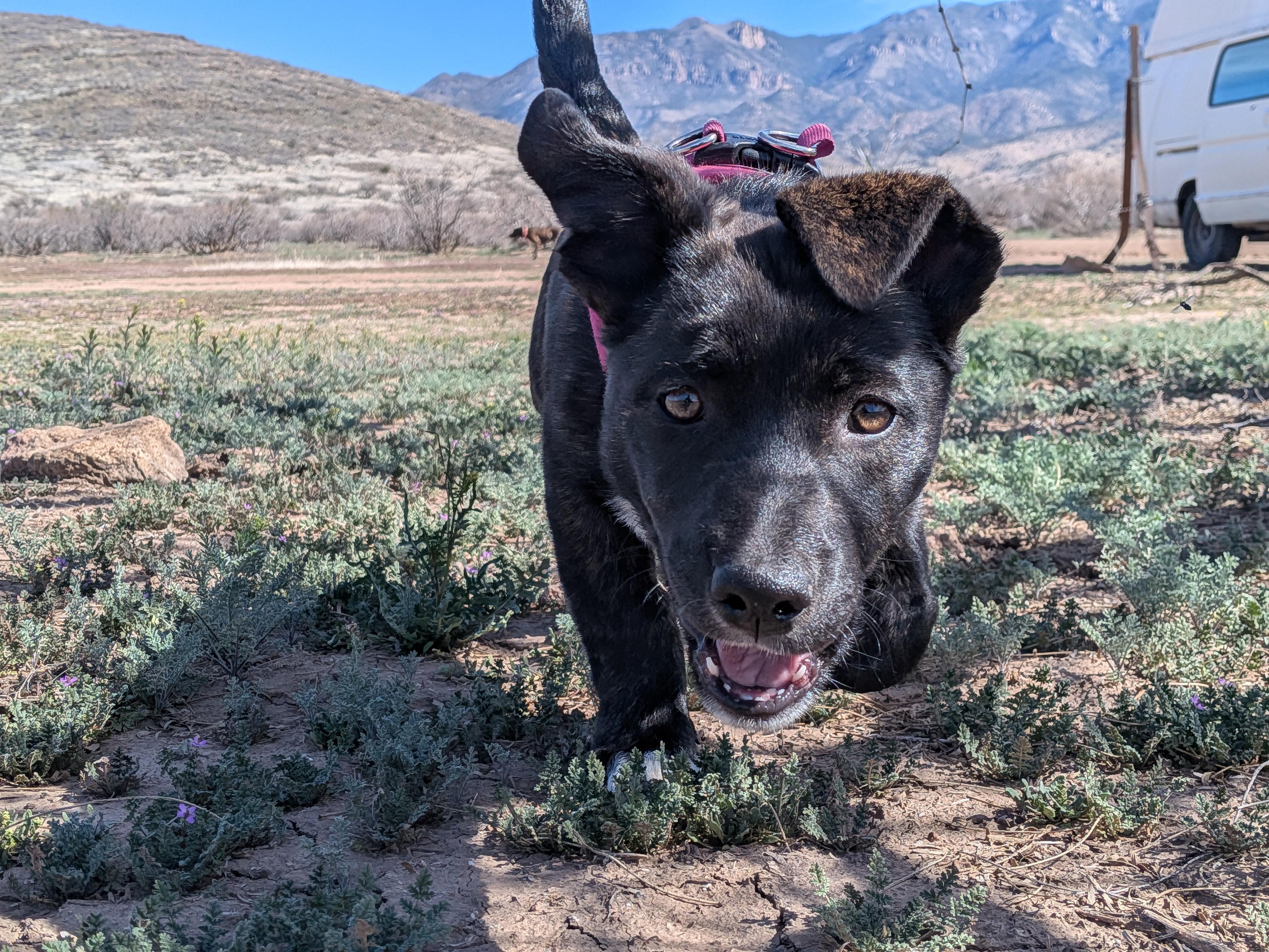 Mavis Dayton, Adopted, Young Female German Shepherd Dog & Labrador Retriever.