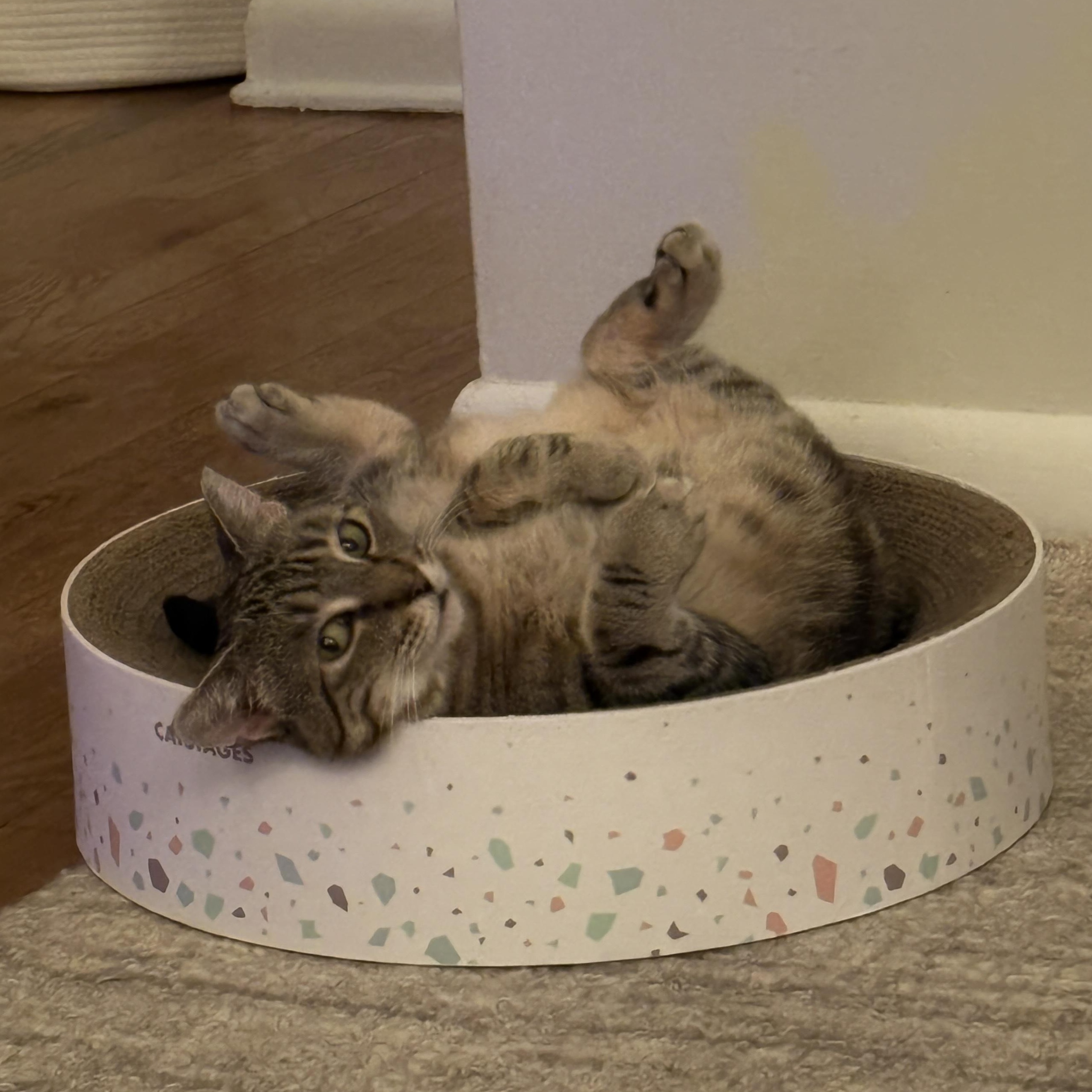 Enlarge Liesel, a Adoptable Domestic Short Hair in Jersey City, NJ image 1/5