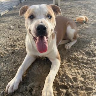Enlarge PAGE, a Adoptable Pit Bull Terrier in Thousand Palms, CA image 1/3