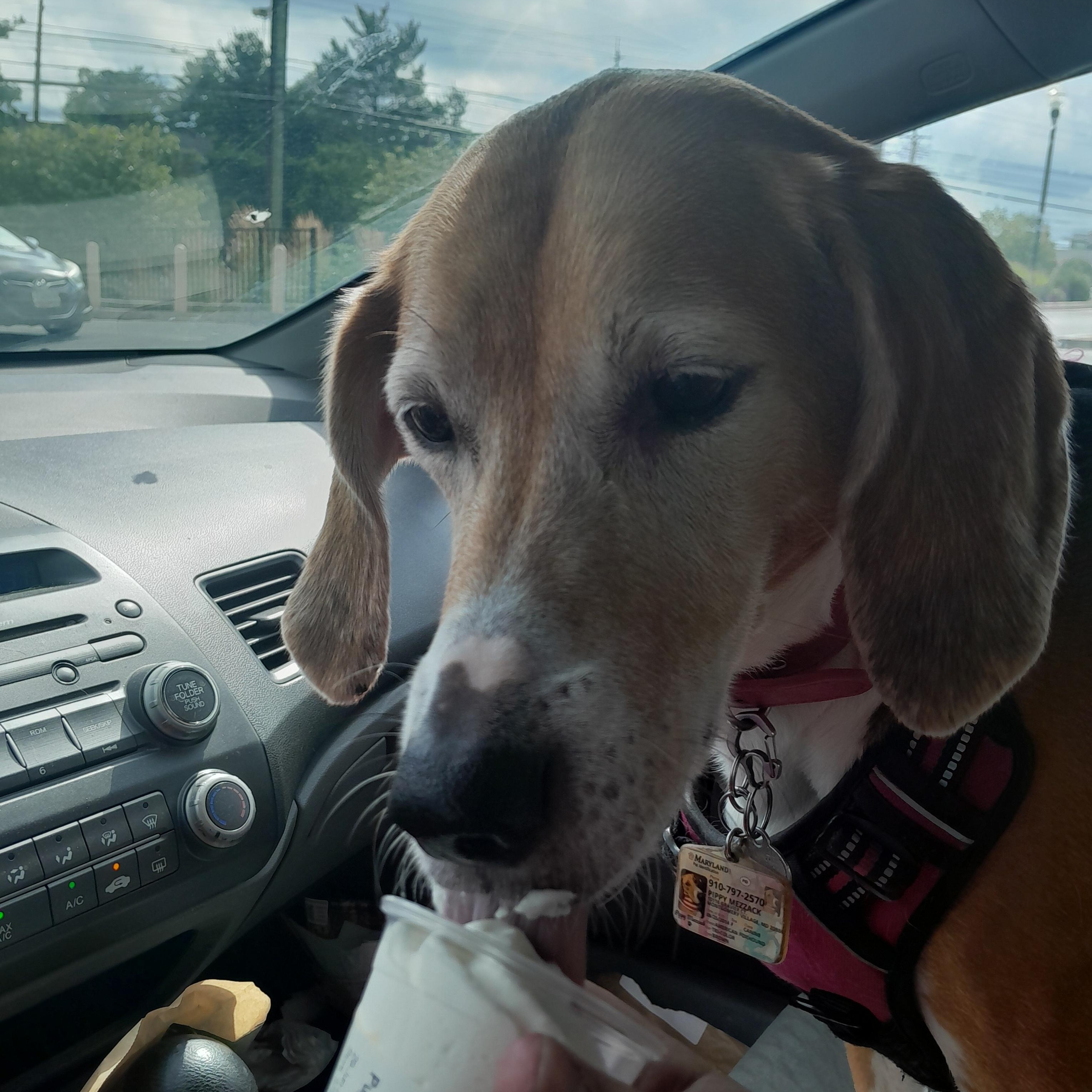 Enlarge PIPPY, a Adoptable American Foxhound in Phoenix, MD image 2/4