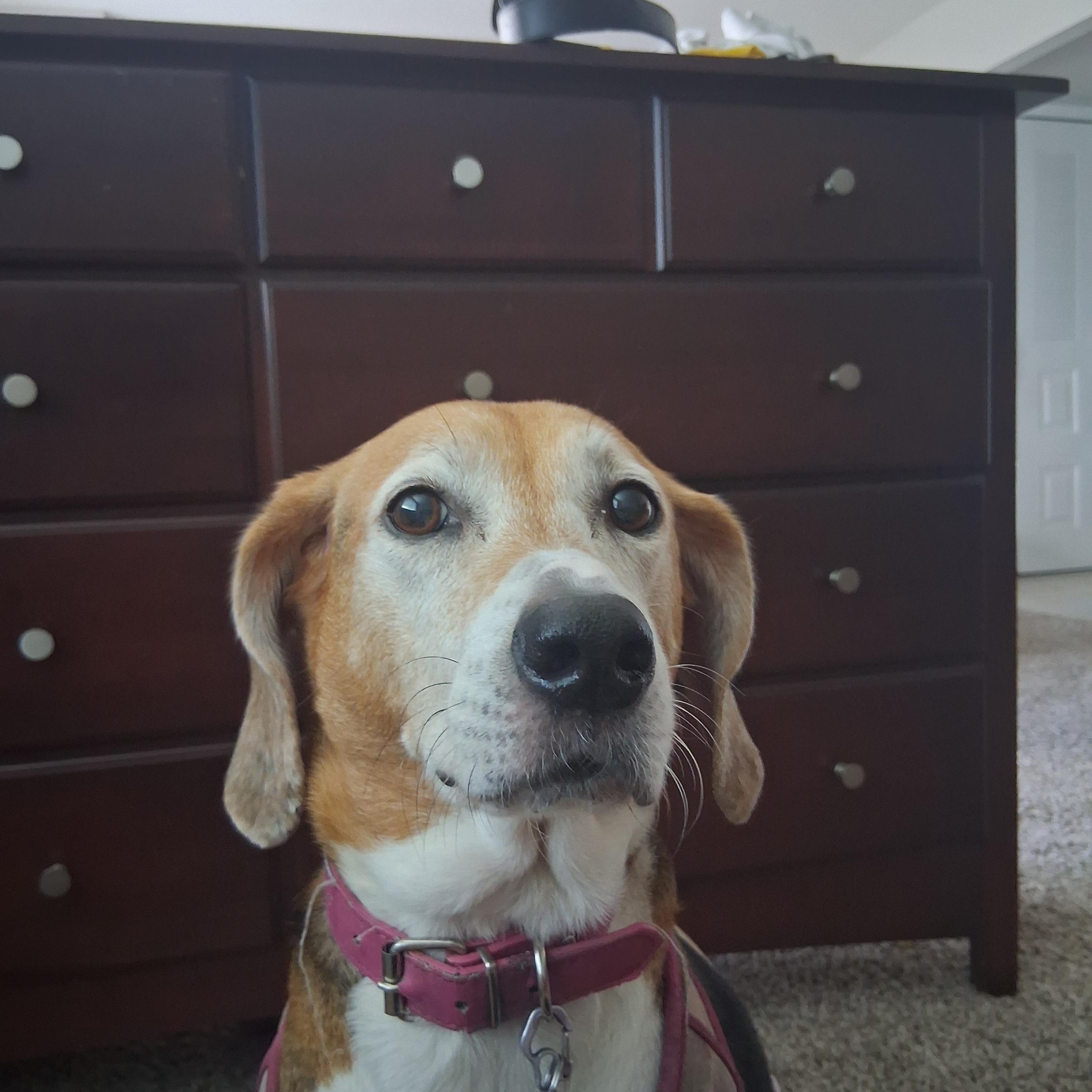 Enlarge PIPPY, a Adoptable American Foxhound in Phoenix, MD image 1/4