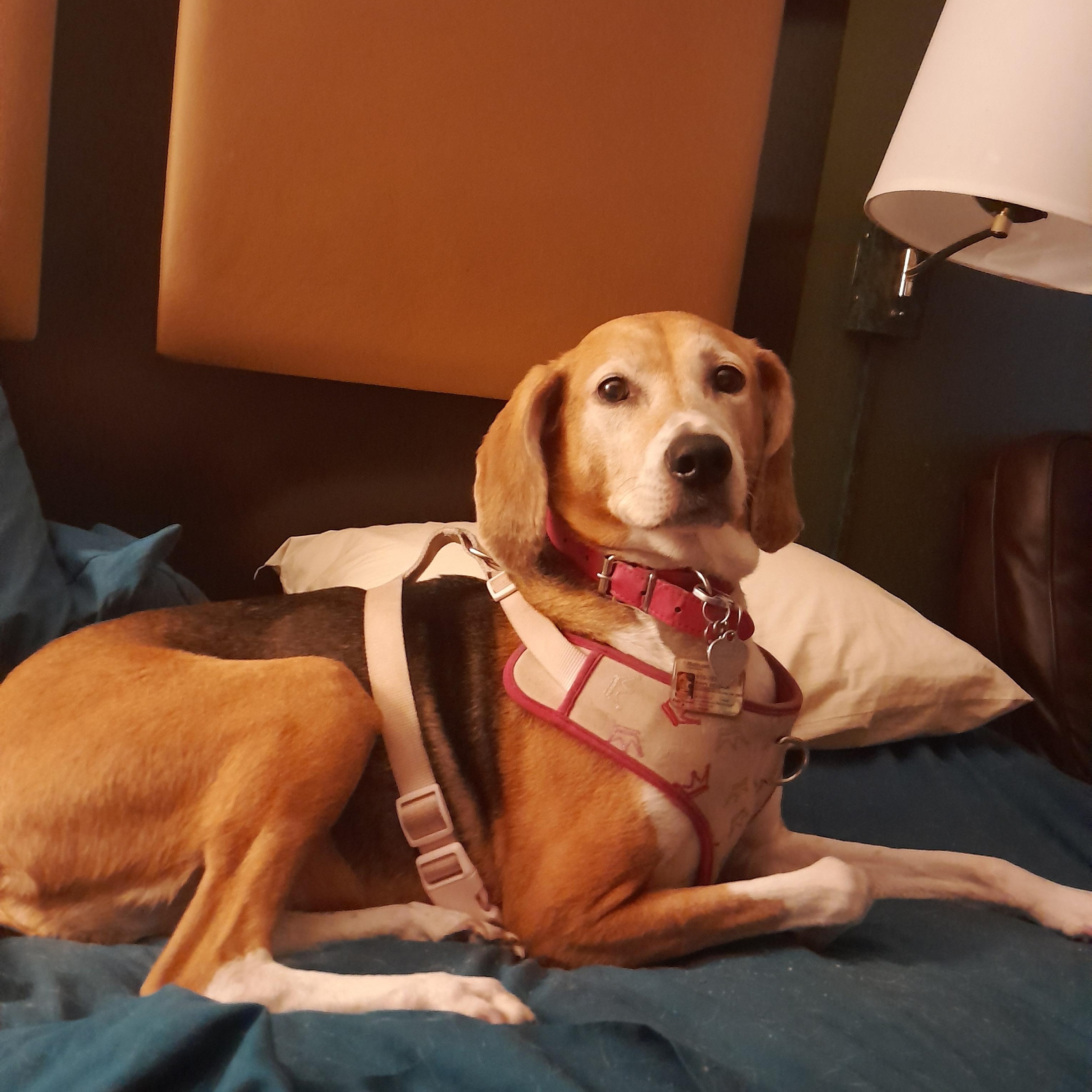 Enlarge PIPPY, a Adoptable American Foxhound in Phoenix, MD image 3/4