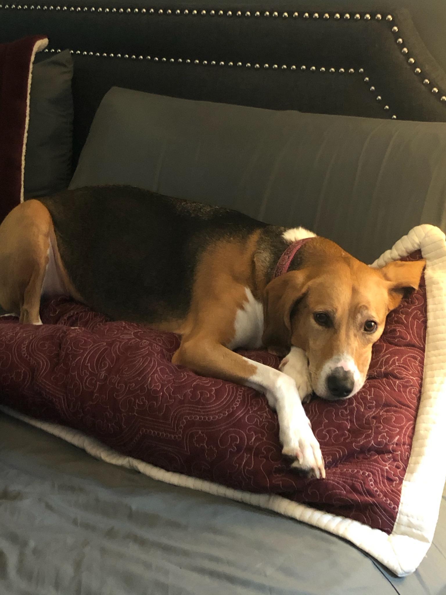 Enlarge PIPPY, a Adoptable American Foxhound in Phoenix, MD image 4/4