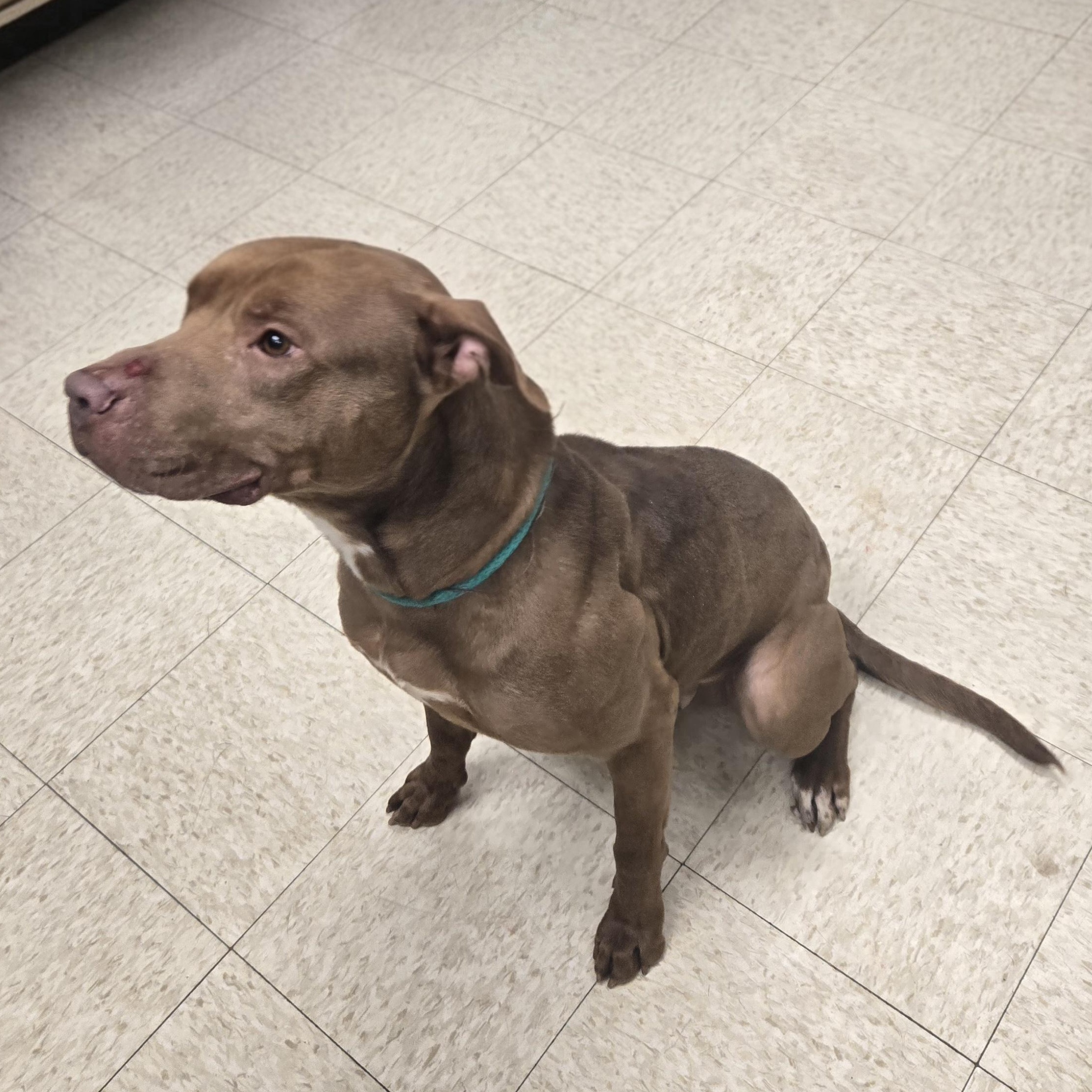 Enlarge Gucci , a ADOPTABLE American Bully in Xenia , OH image 3/6