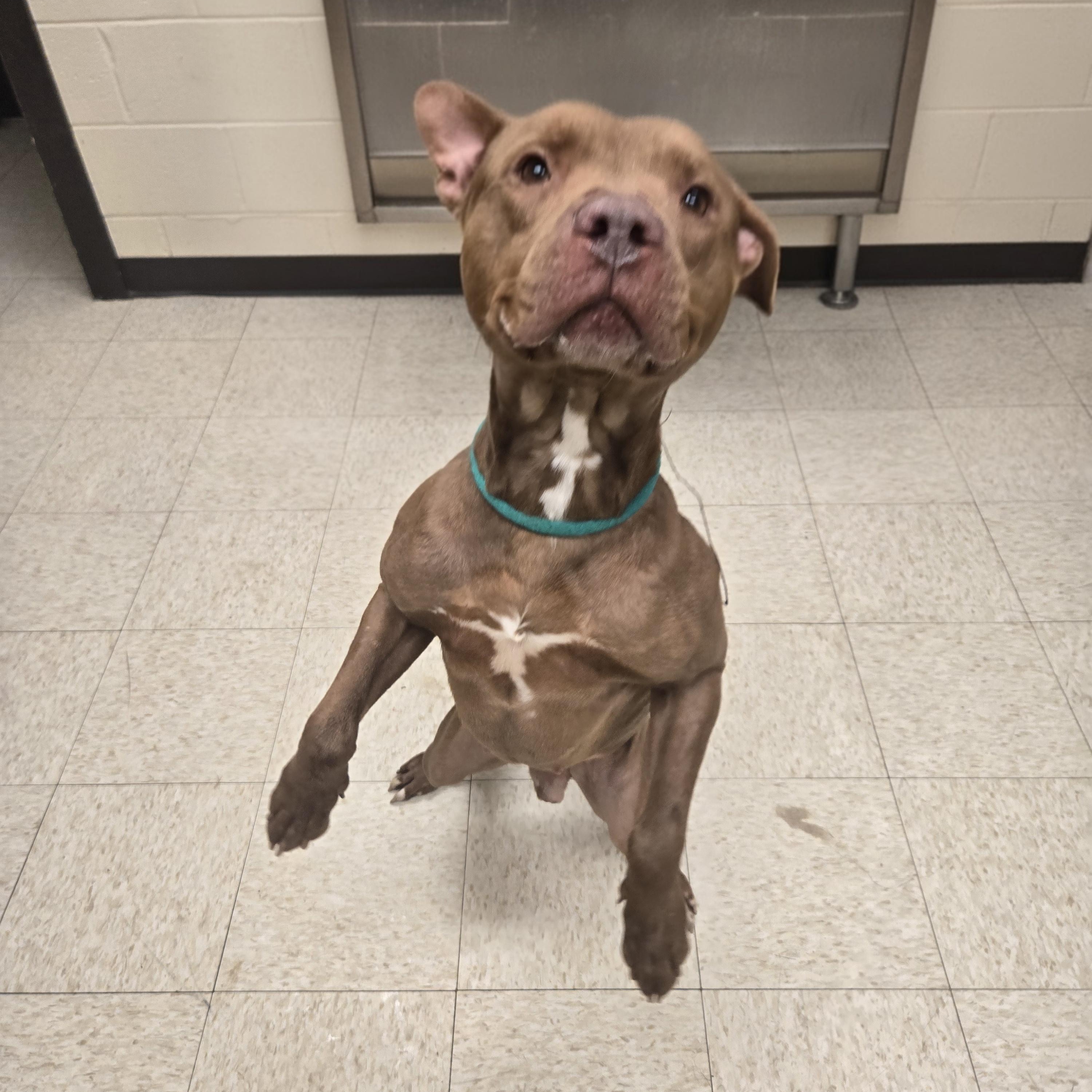 Enlarge Gucci , a ADOPTABLE American Bully in Xenia , OH image 4/6