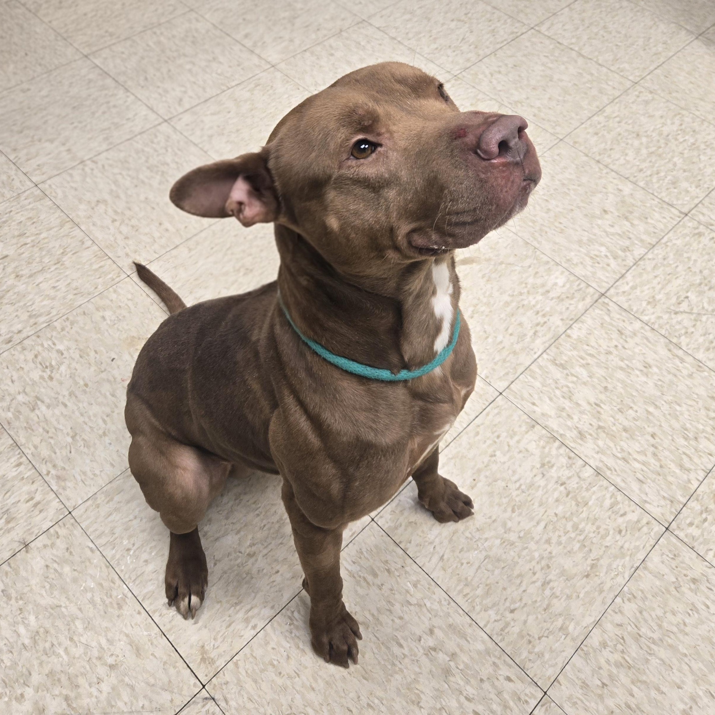 Gucci , ADOPTABLE, Adult Male American Bully.
