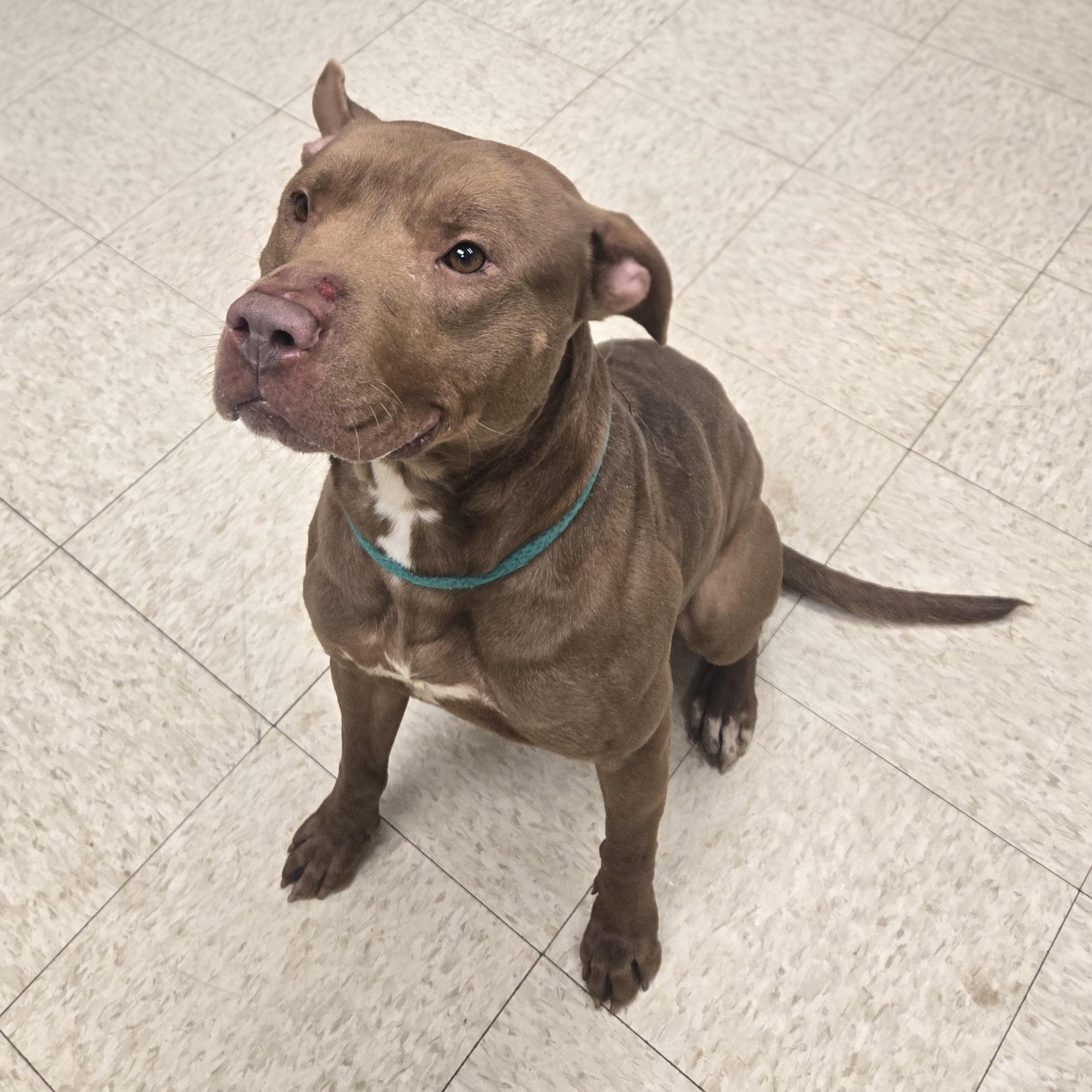 Enlarge Gucci , a ADOPTABLE American Bully in Xenia , OH image 5/6