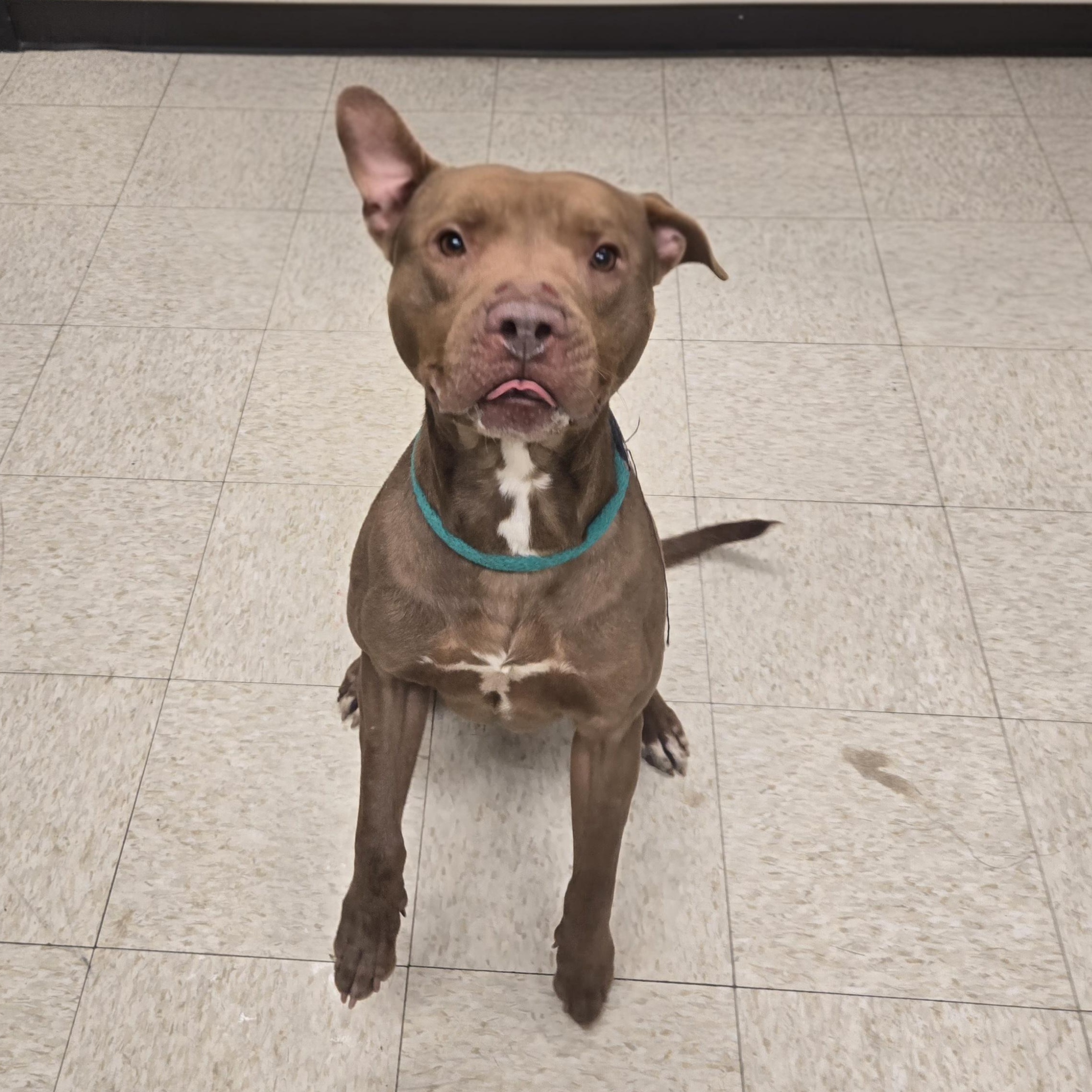 Enlarge Gucci , a ADOPTABLE American Bully in Xenia , OH image 2/6
